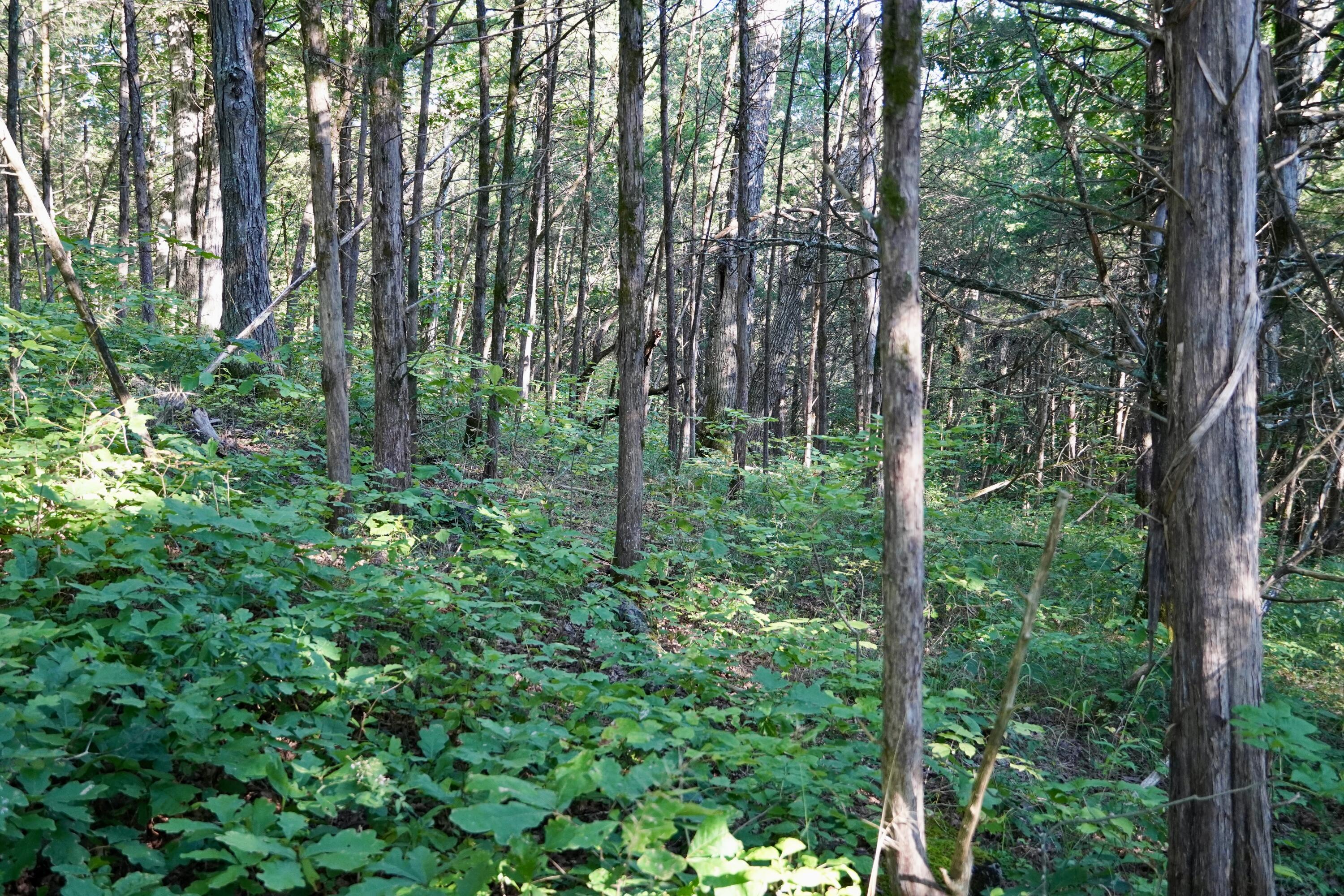 6265 Georgetown Road Property Photo 41