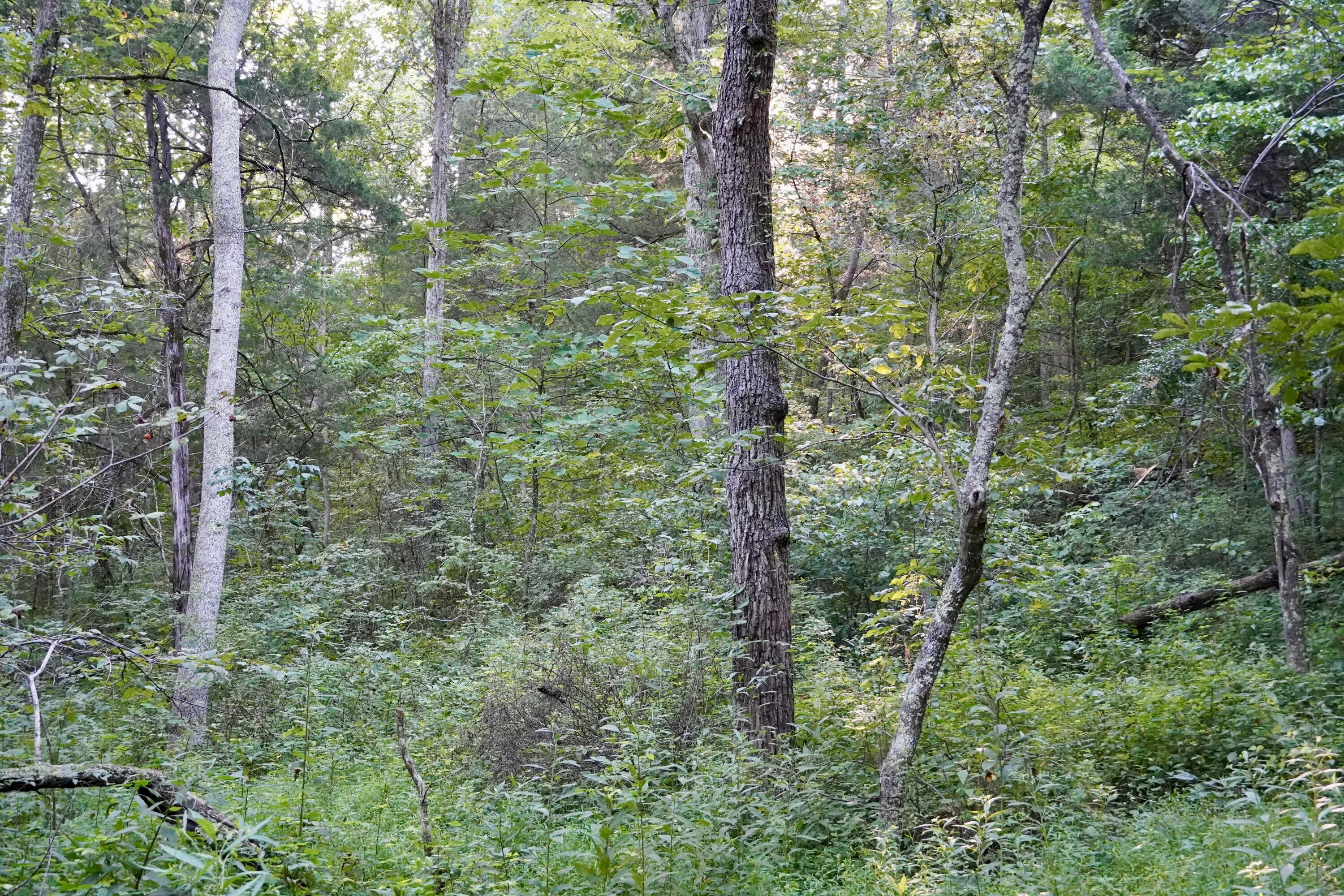 6265 Georgetown Road Property Photo 46
