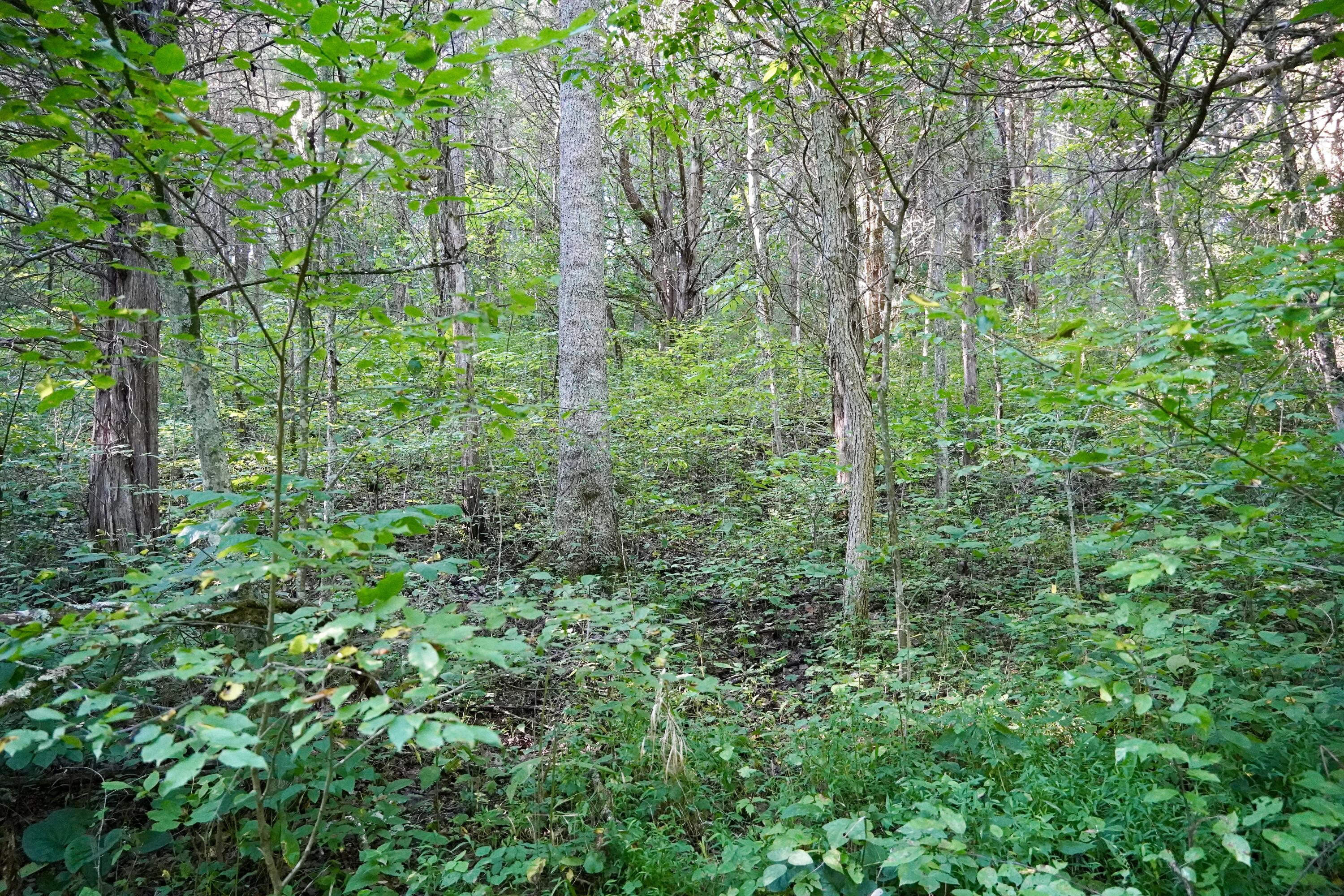 6265 Georgetown Road Property Photo 51
