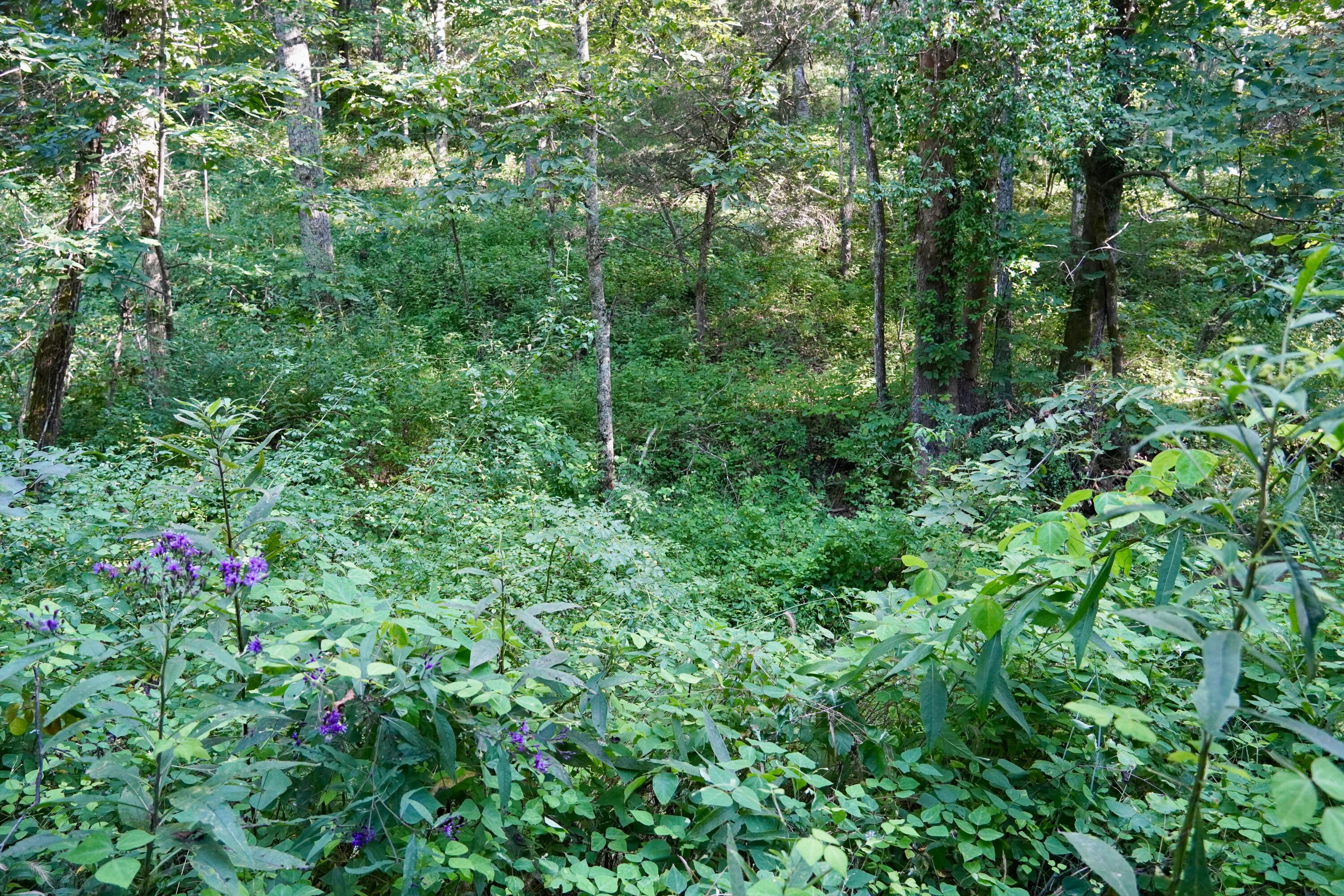 6265 Georgetown Road Property Photo 55