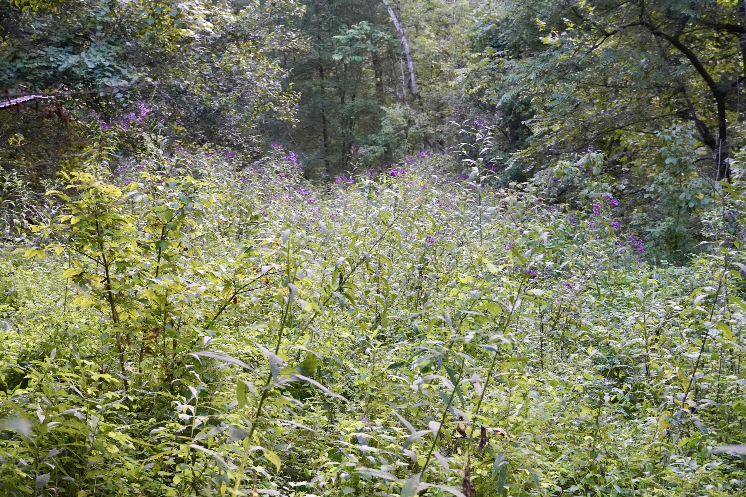 6265 Georgetown Road Property Photo 76