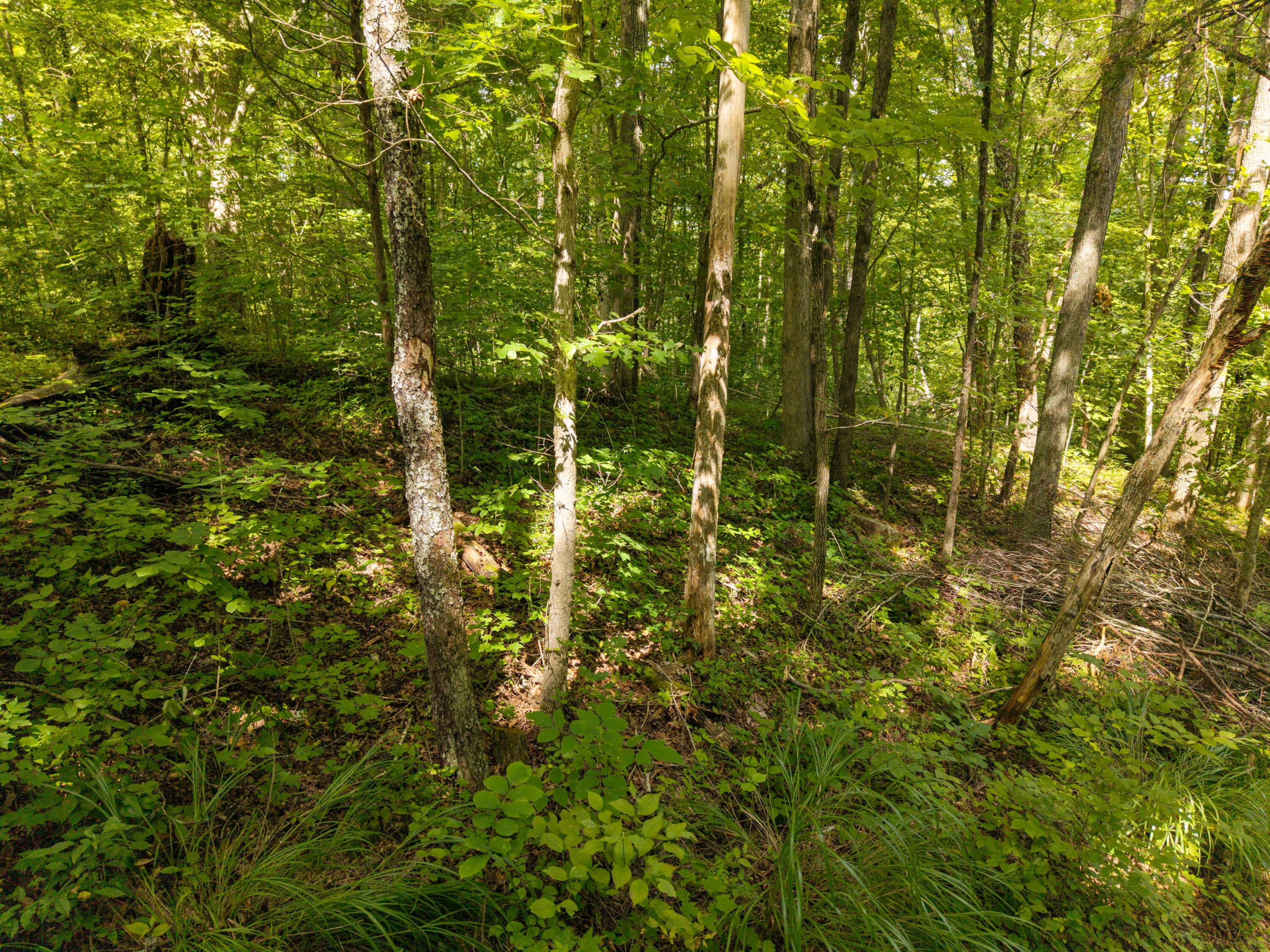 480 Phillips Hollow Road Property Photo 10