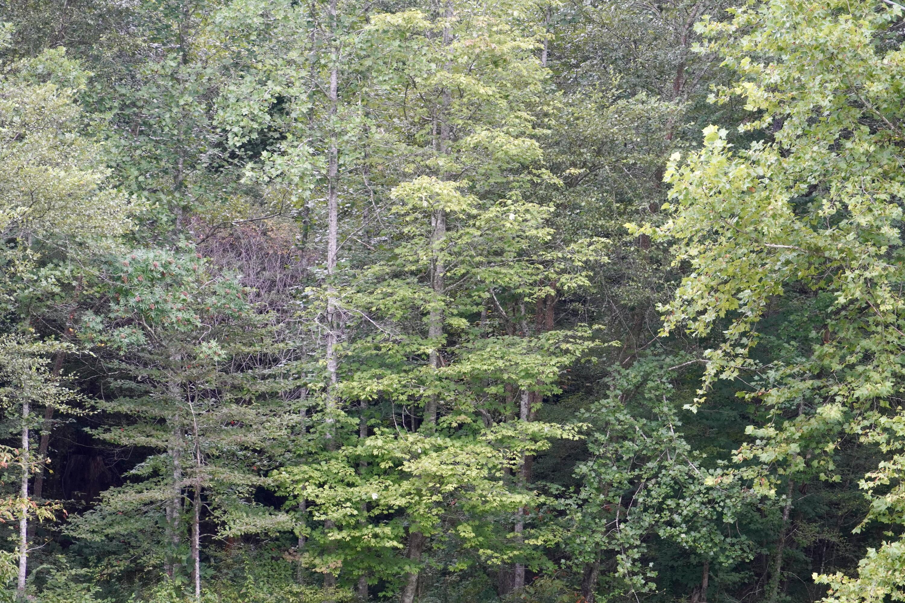 89 Gum Branch Property Photo 14