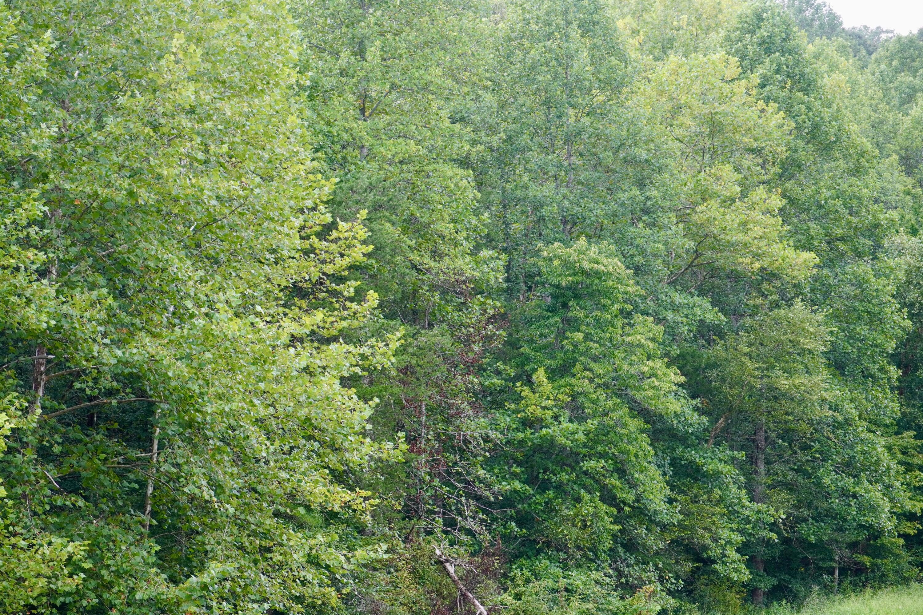 89 Gum Branch Property Photo 15