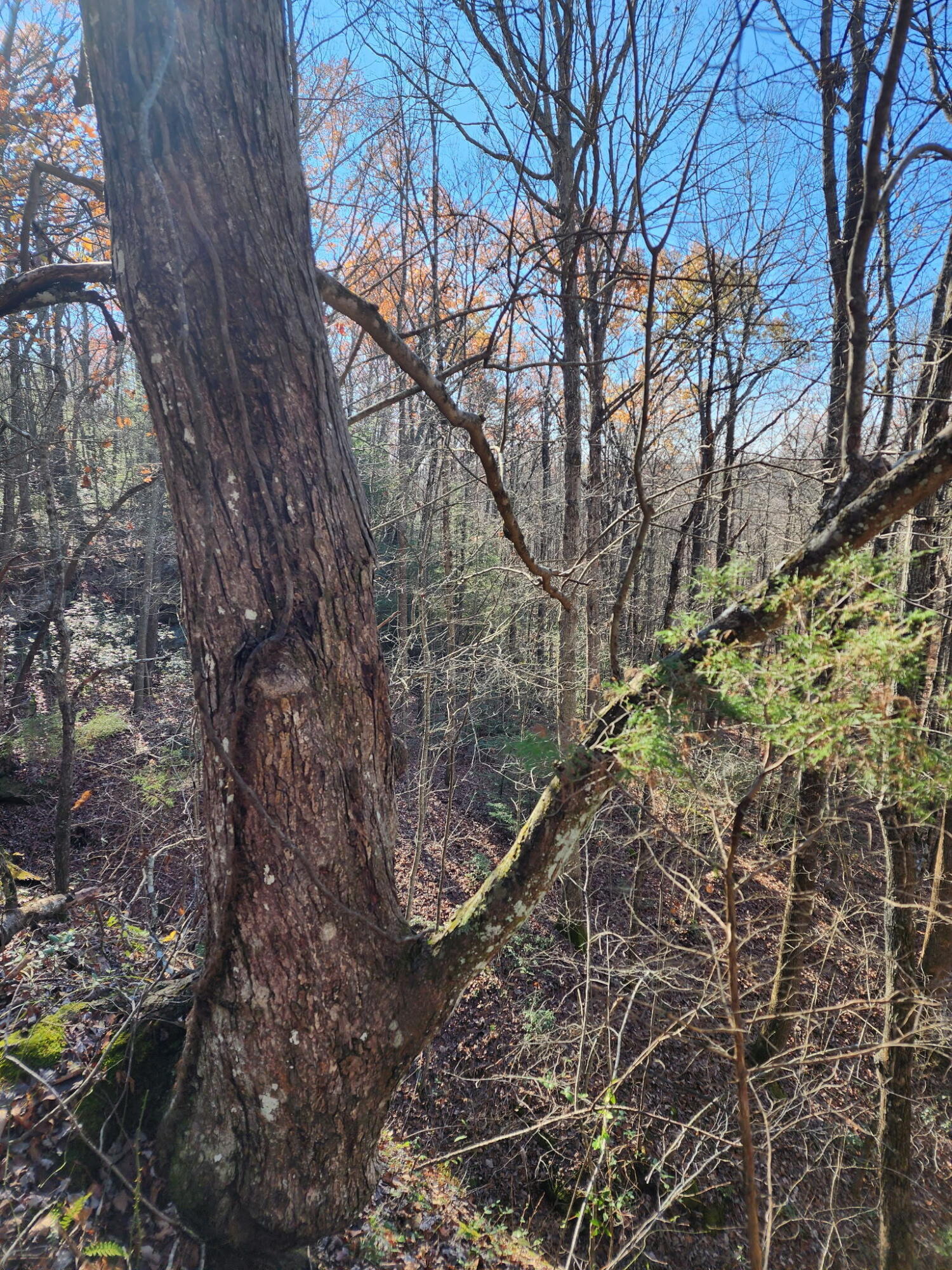 3101 Hazel Patch Road Property Photo 6