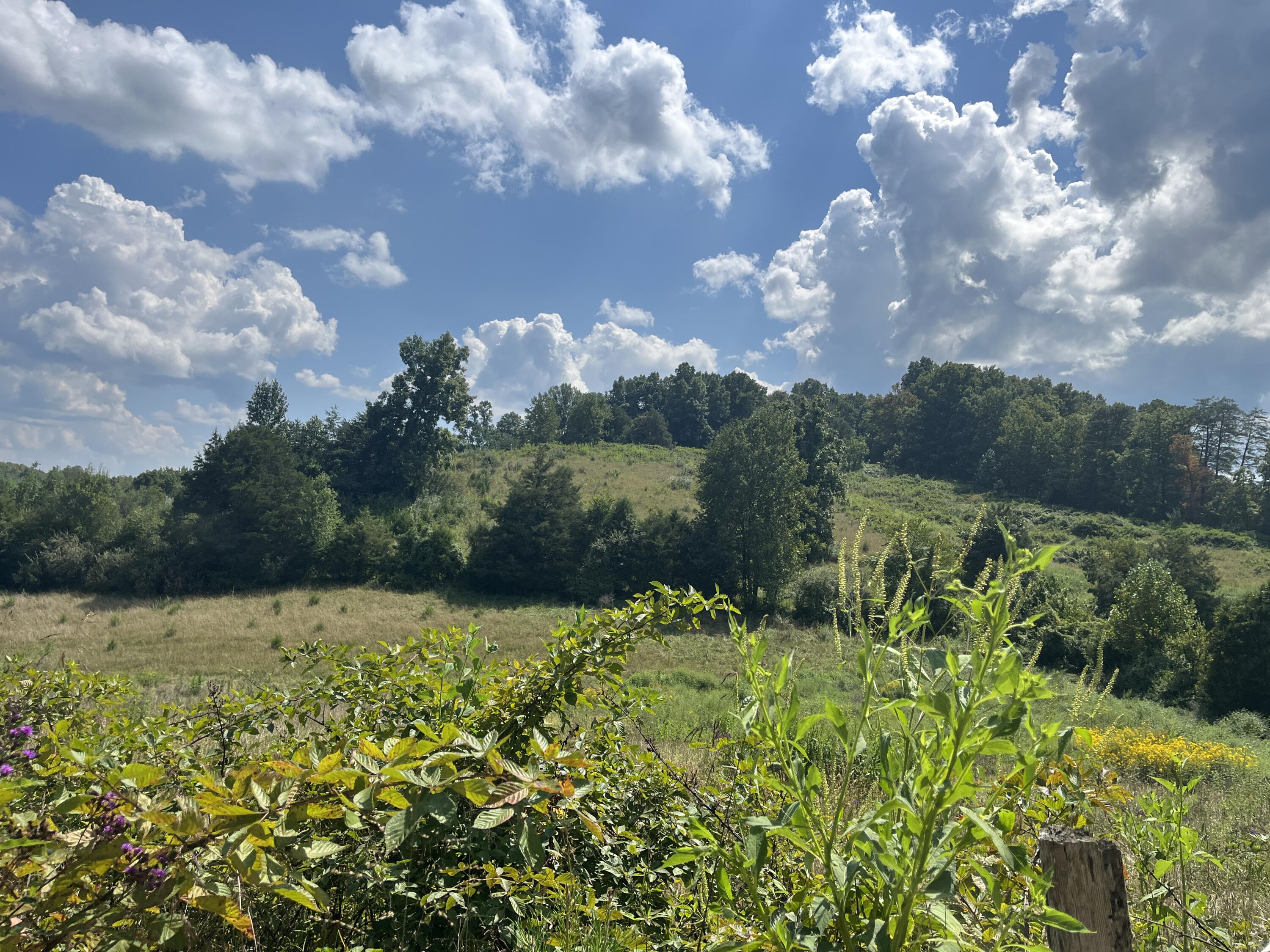 18 Acres E Arthur Adkins Road Property Photo 6