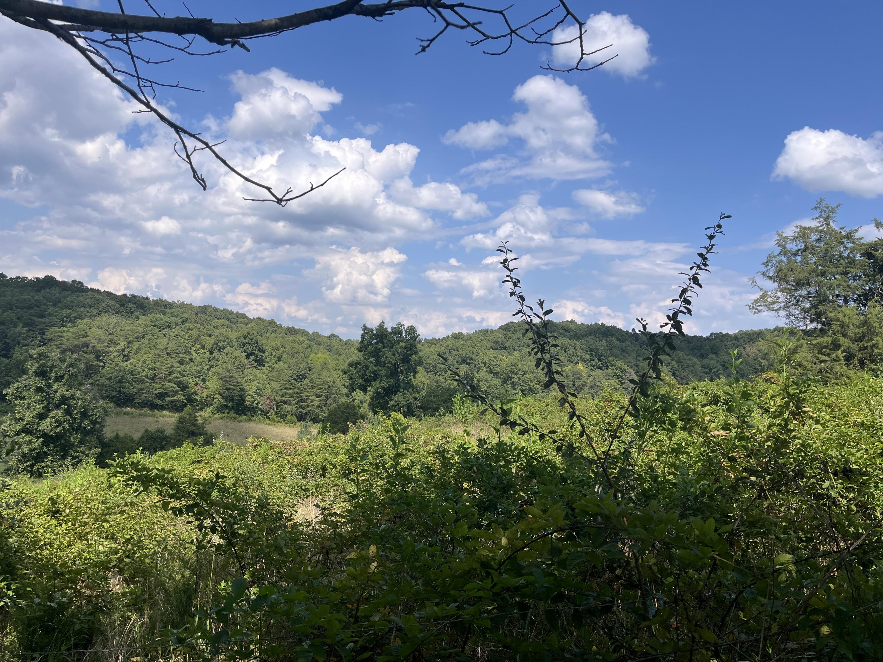 18 Acres E Arthur Adkins Road Property Photo 8