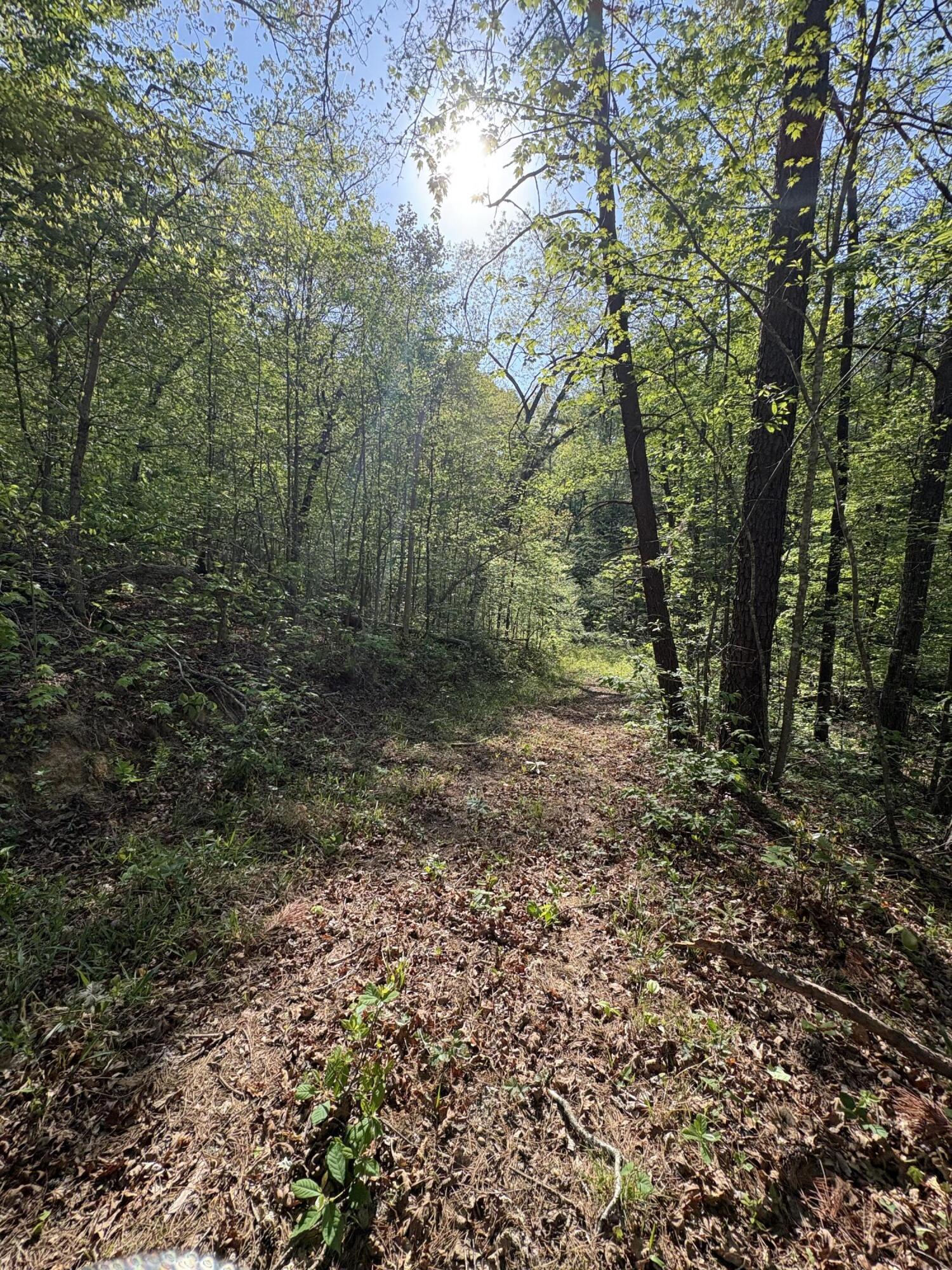 Tract 10 Rawlings/upper Rader Road Property Photo 7