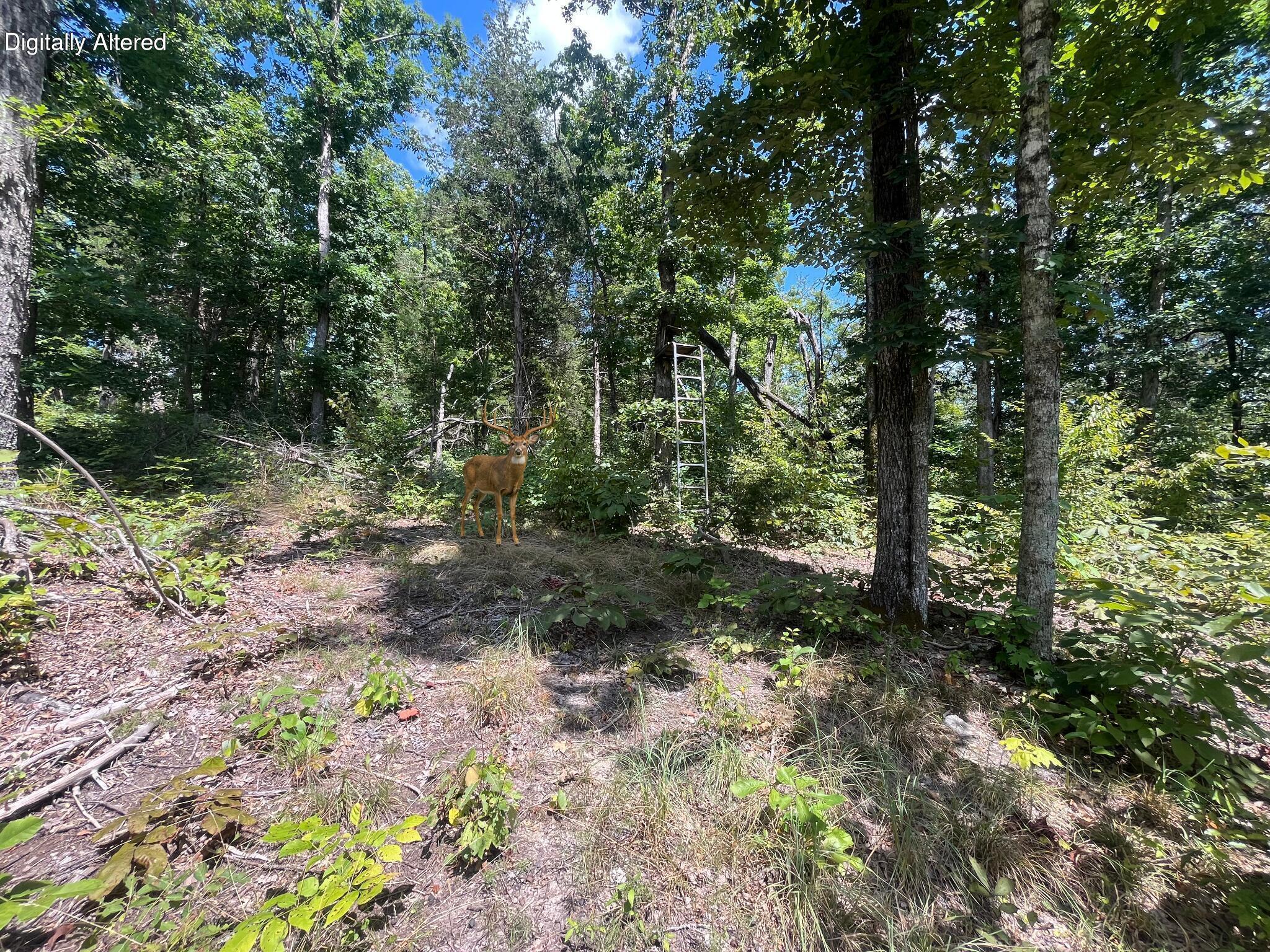 0 County Line Road Property Photo 15