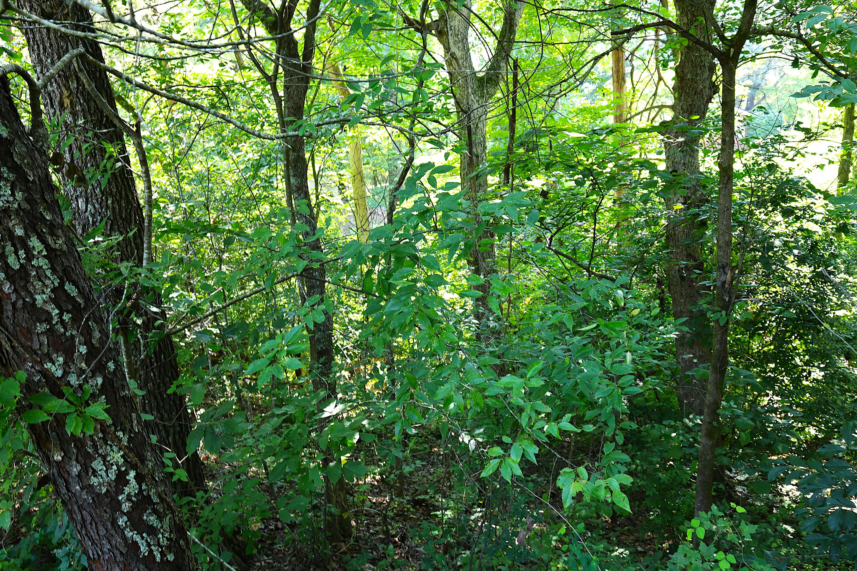 4225 New Irvine Road Property Photo 60