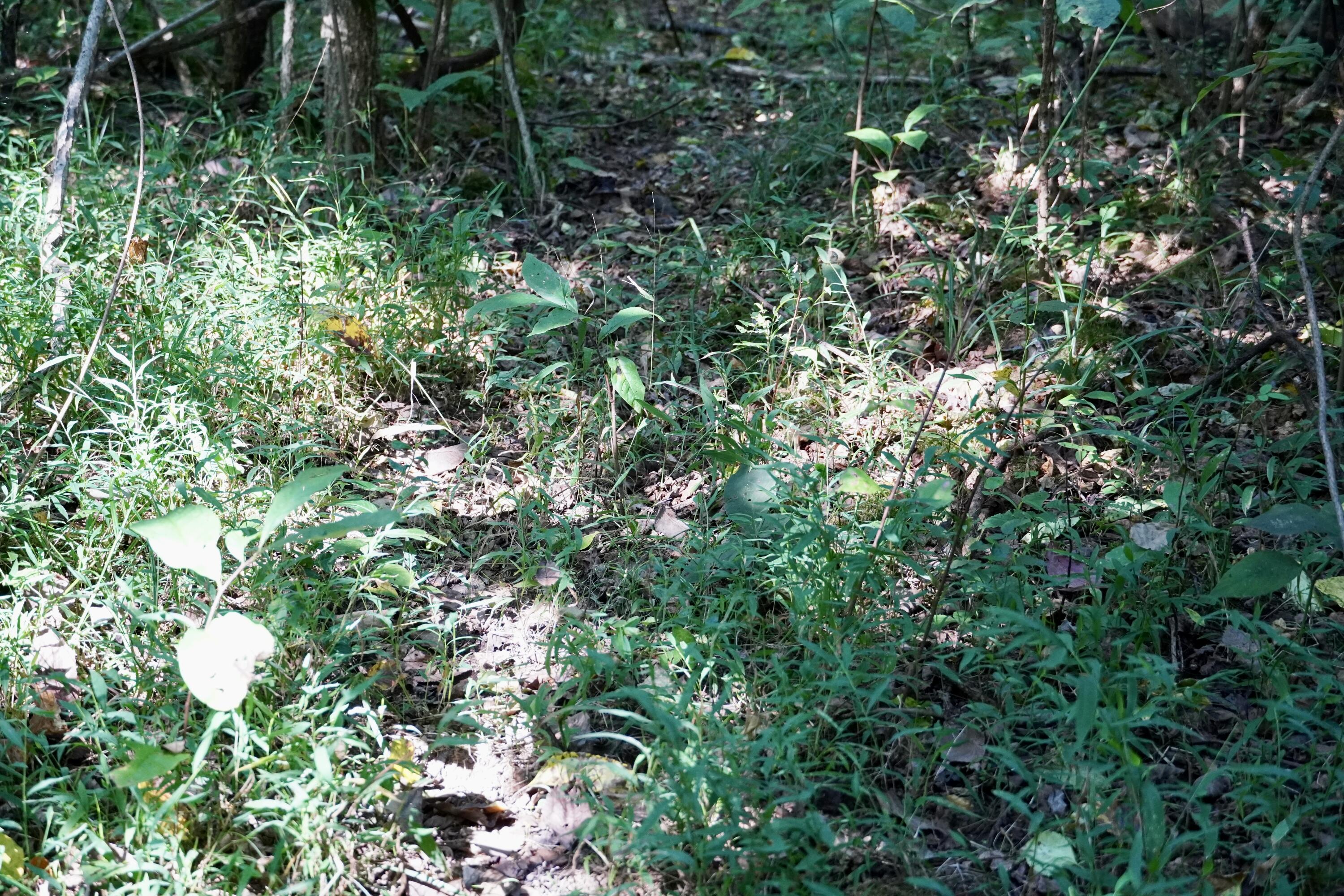 0000 Knox Lillard Road Property Photo 85