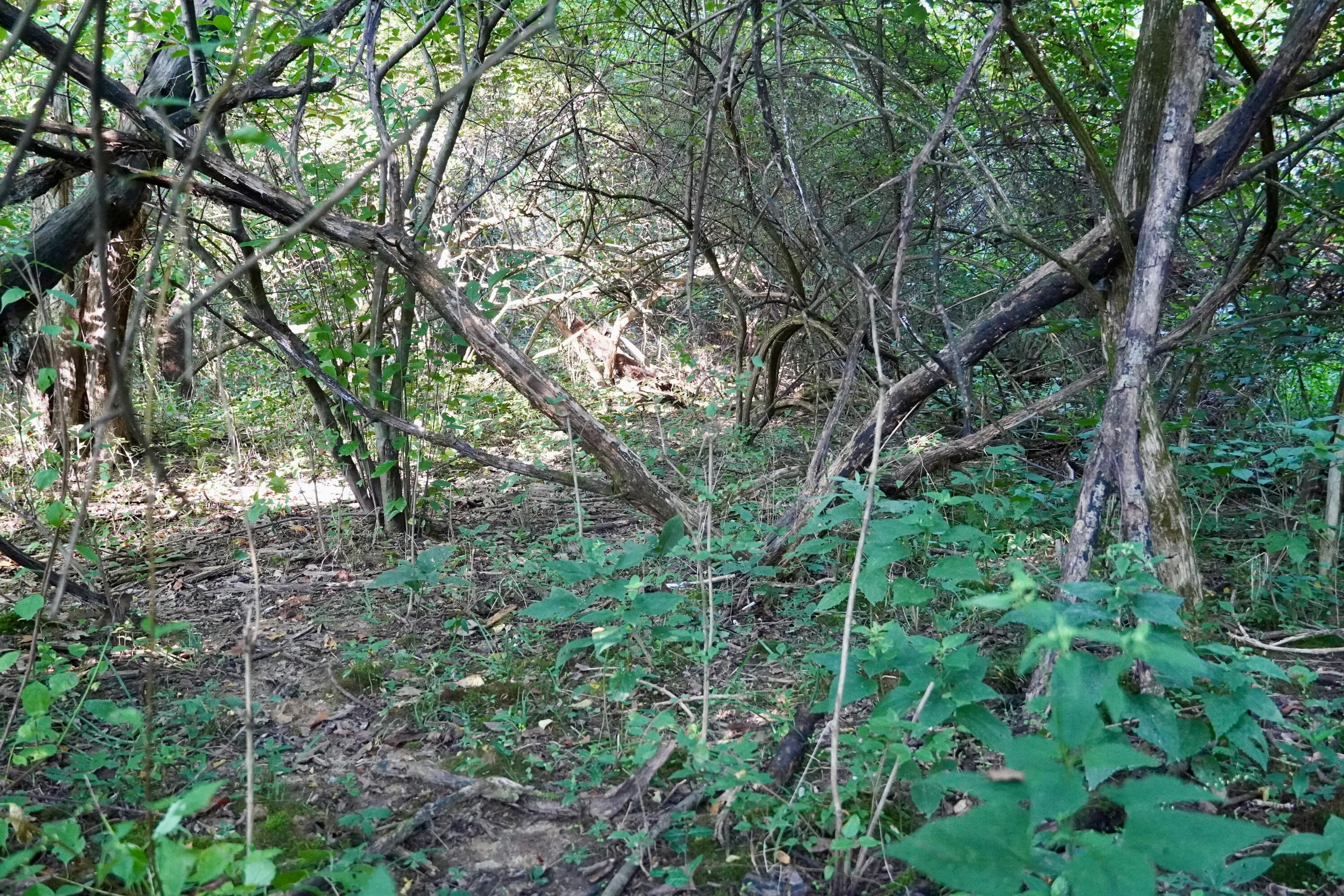 0000 Knox Lillard Road Property Photo 21