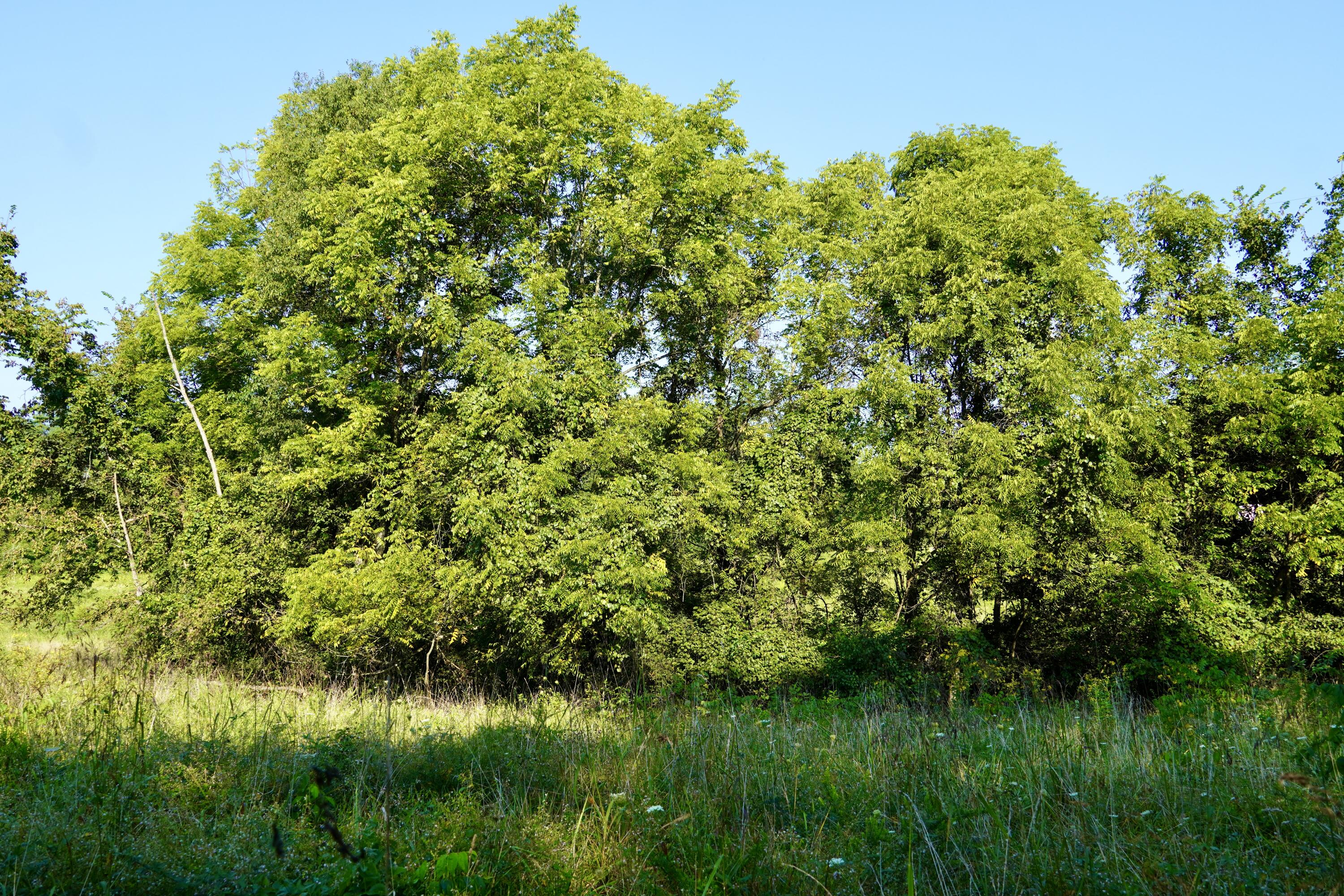 0000 Knox Lillard Road Property Photo 29