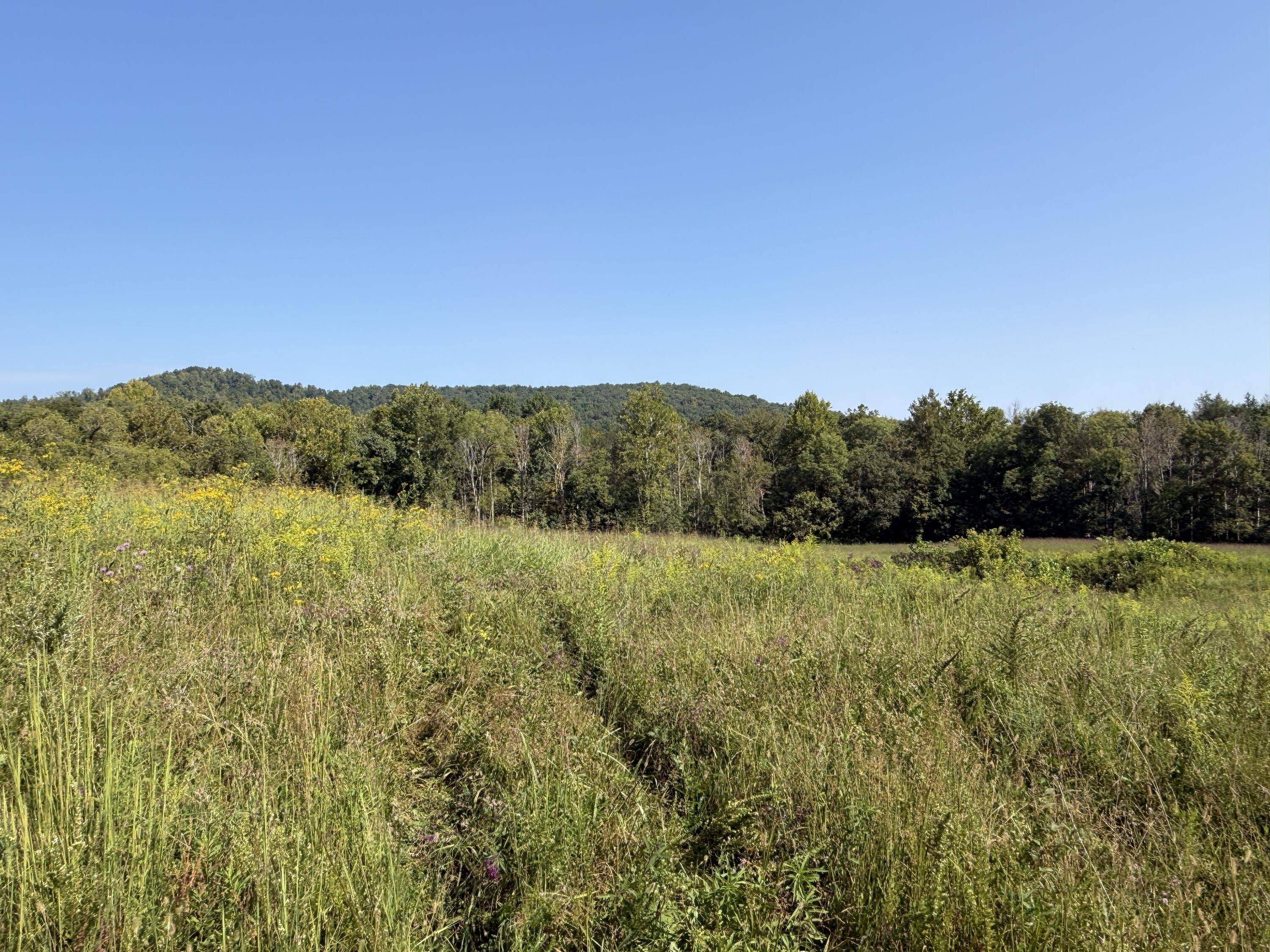 0 Phillips Hollow Road Property Photo 12