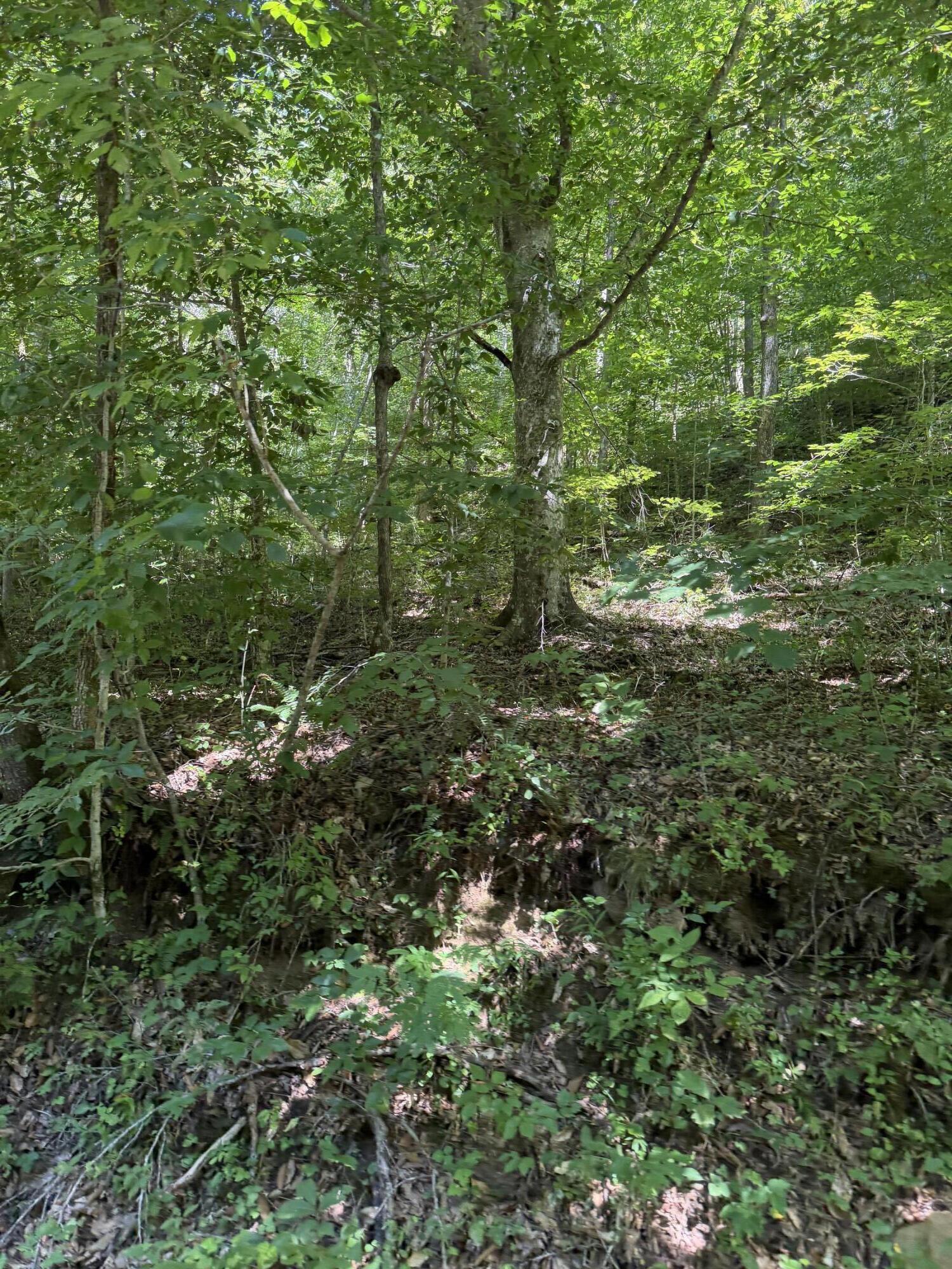 370 Roaring Fork Road