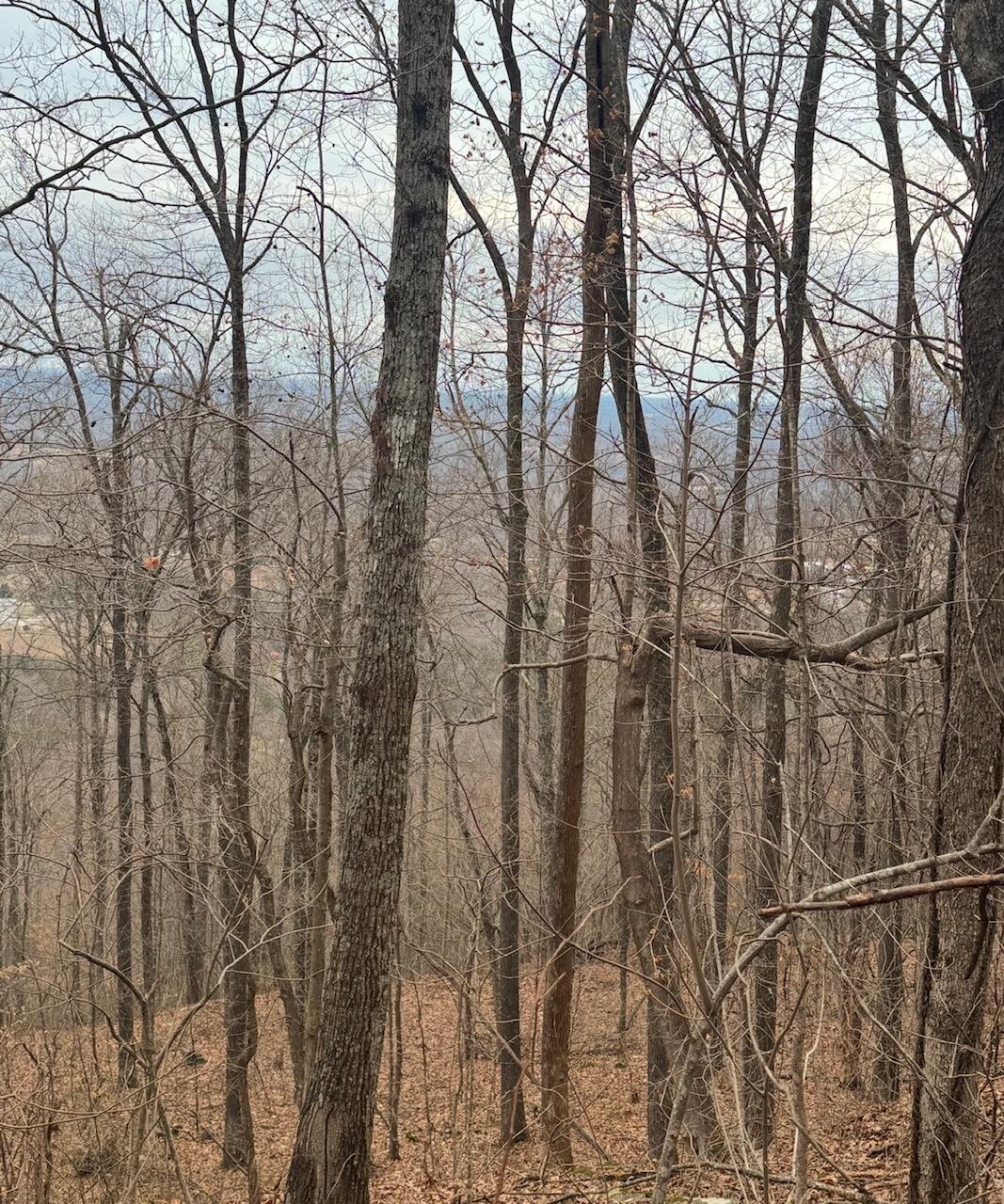 9999 King Mountain Road Property Photo 11