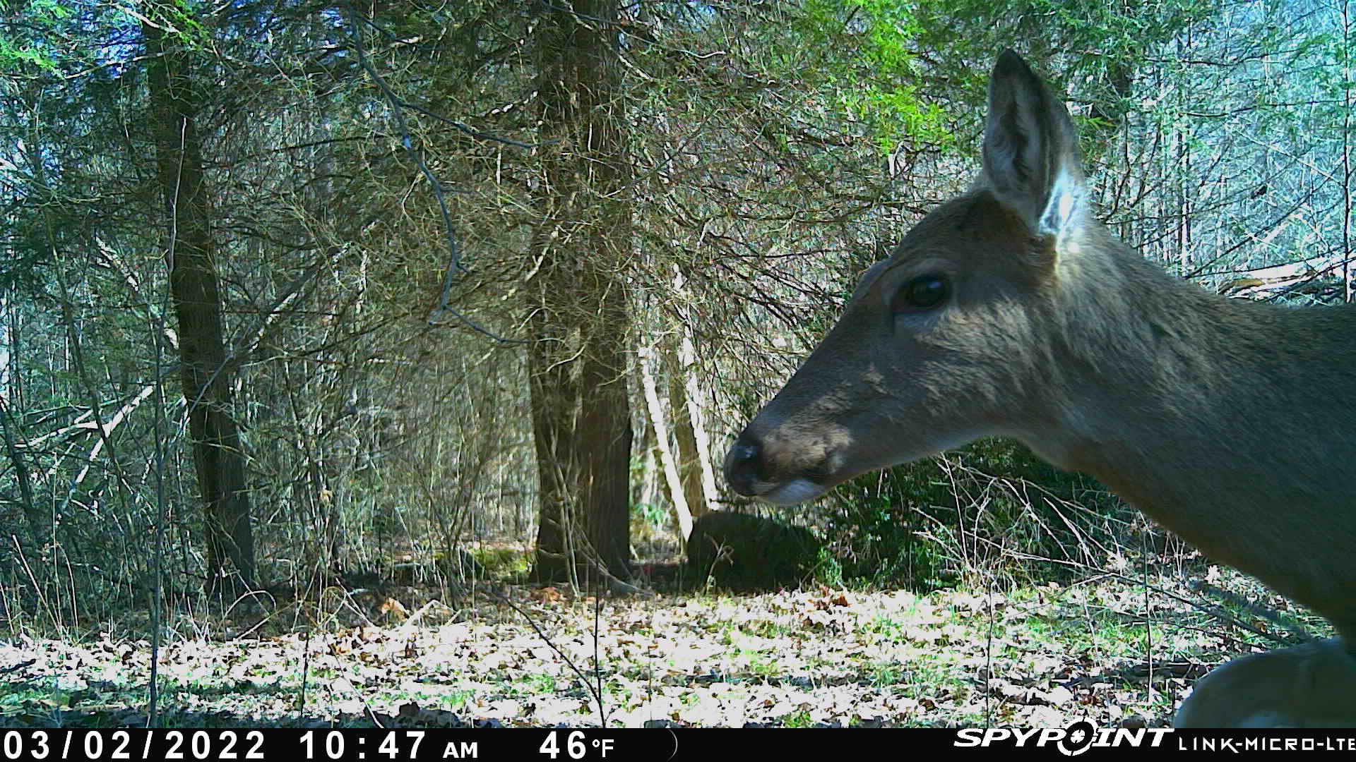 99 Cabin Creek Road Drive Property Photo 20