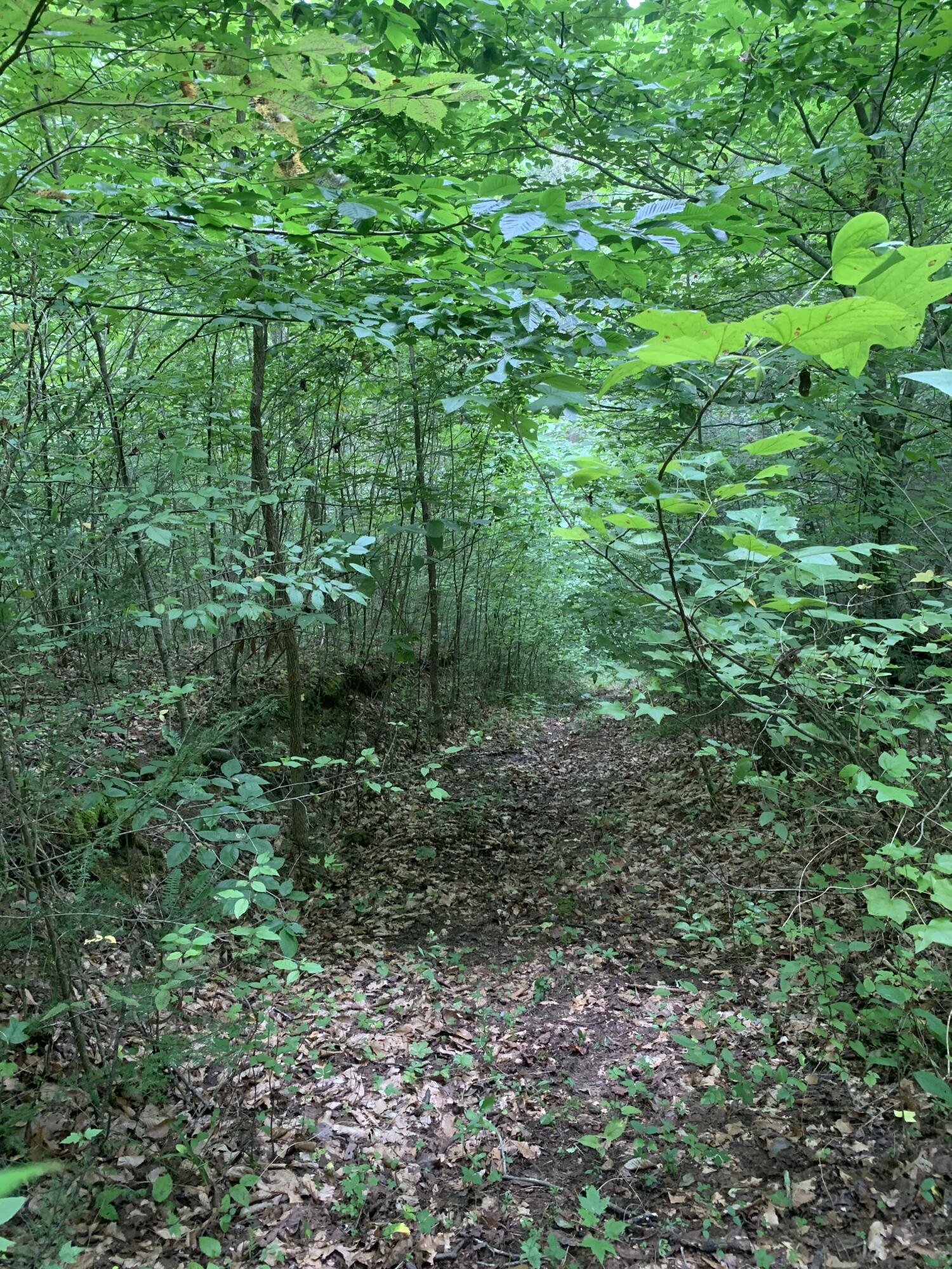 99 Cabin Creek Road Drive Property Photo 23