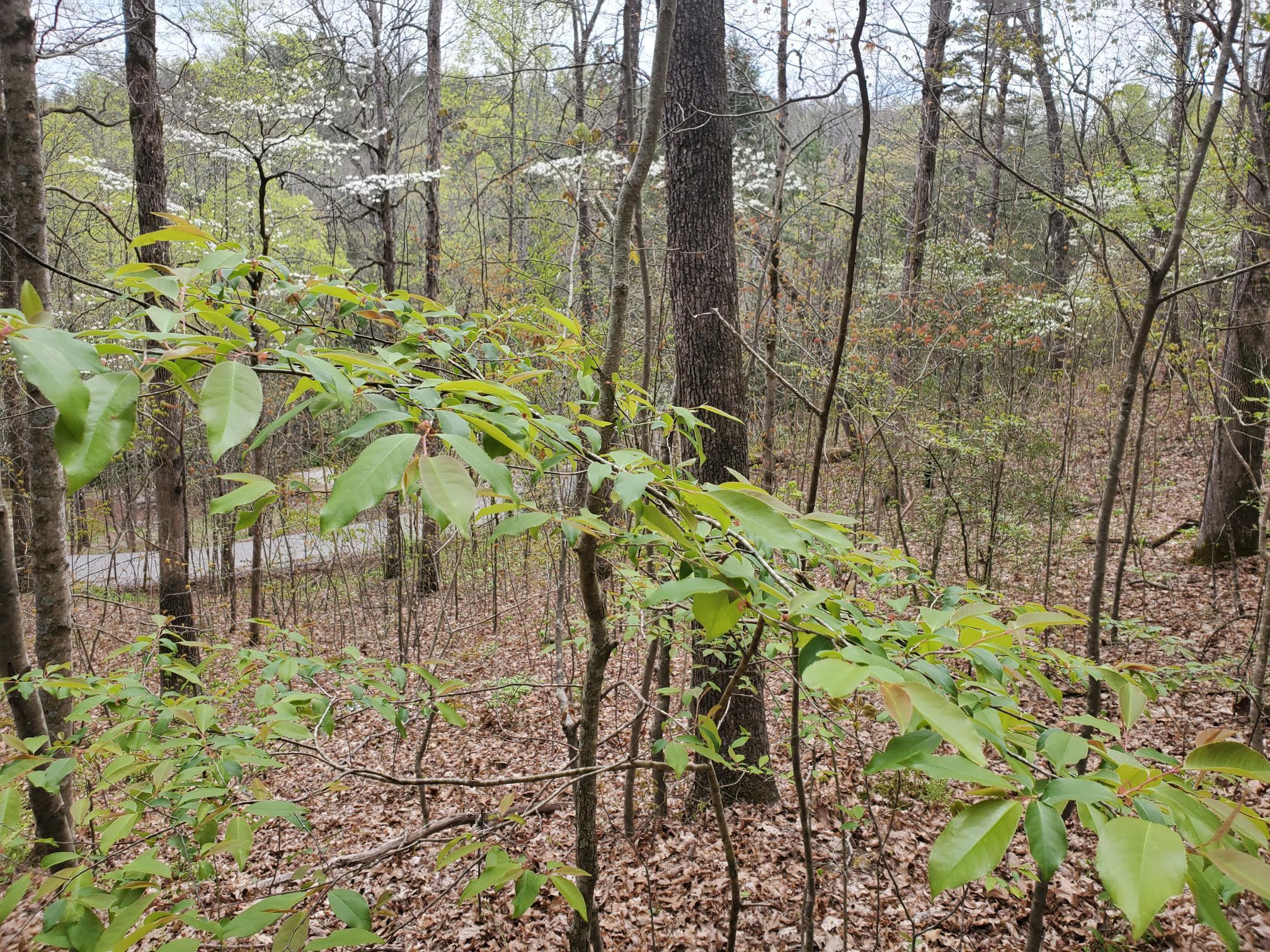 Lot 35-lot 36 Boulder Drive Property Photo 4