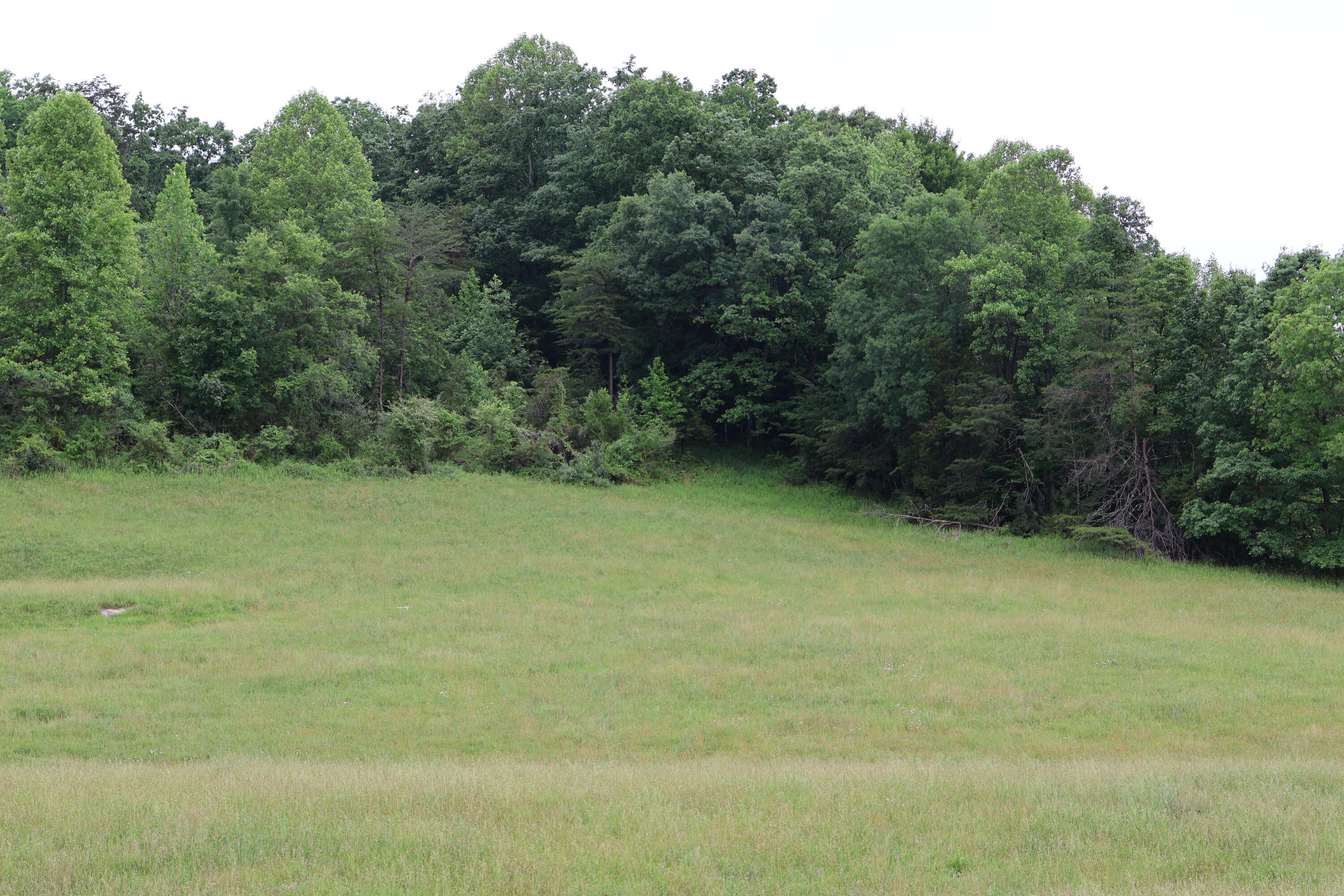 4135 4135 Big Andy Rdg Tract 3 Road Tracts 1 Property Photo 19