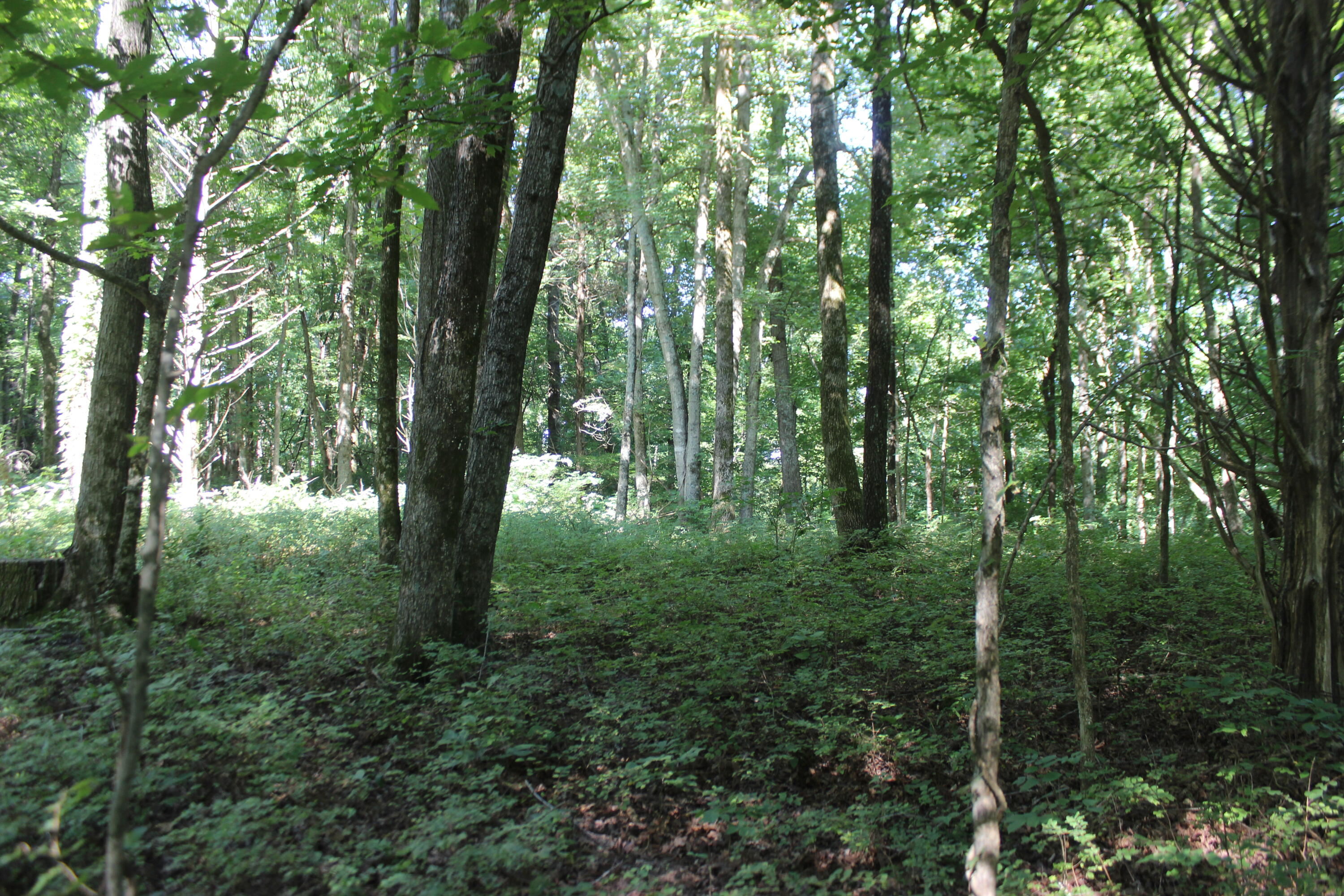 0 Martins Drive Property Photo 19