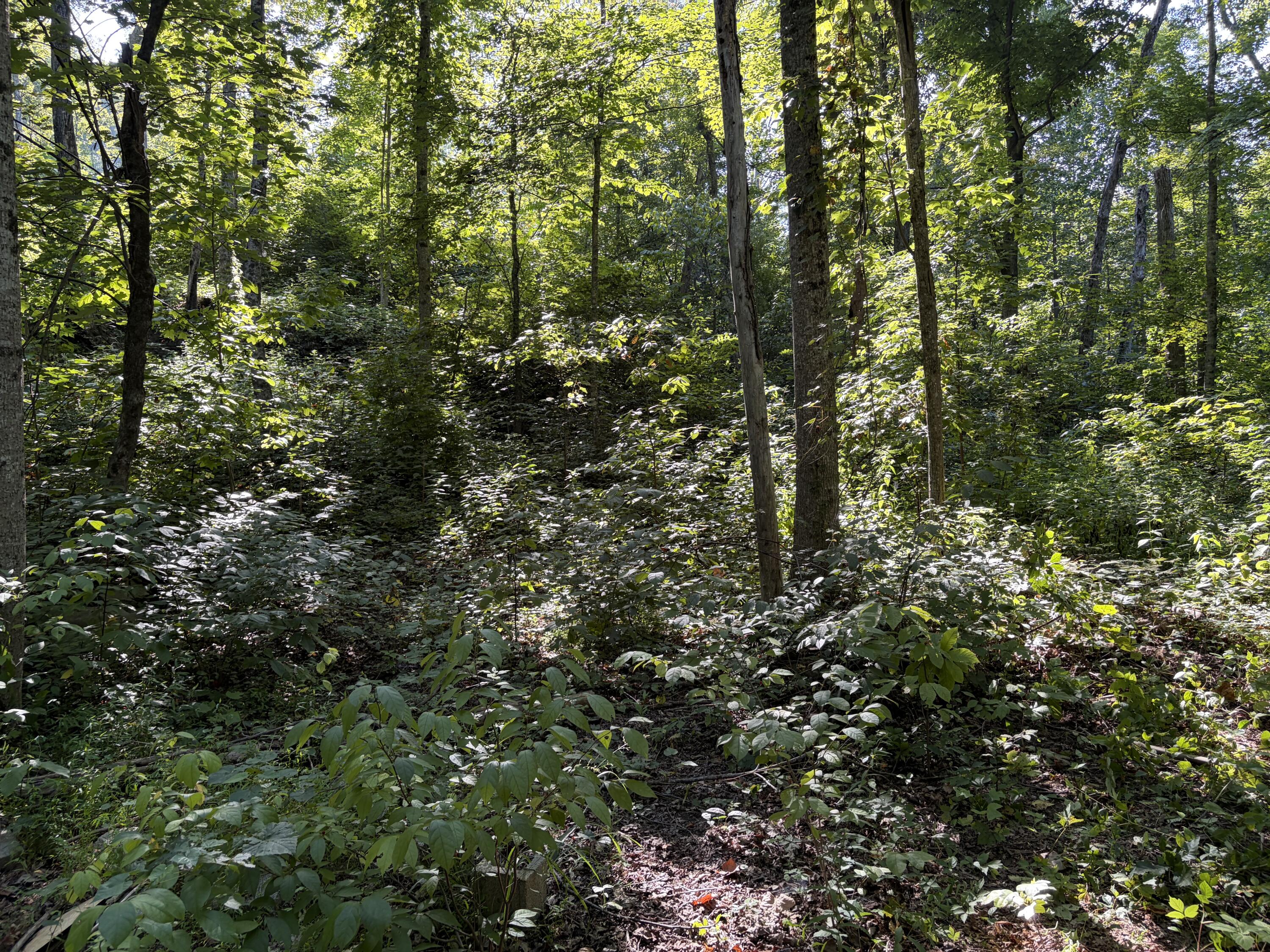 Lots 16-19 Shiloh Road Property Photo 10