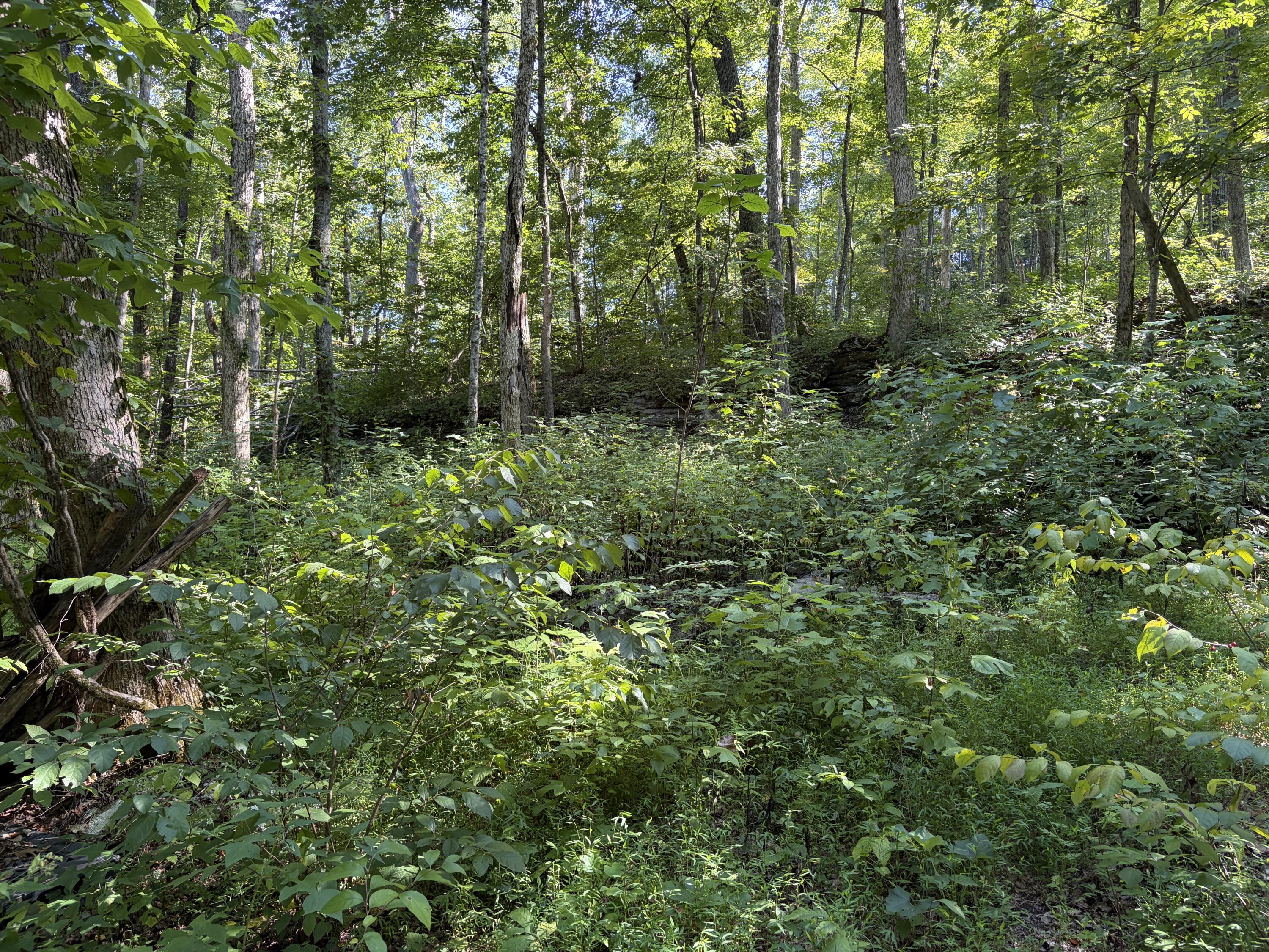 Lots 16-19 Shiloh Road Property Photo 12