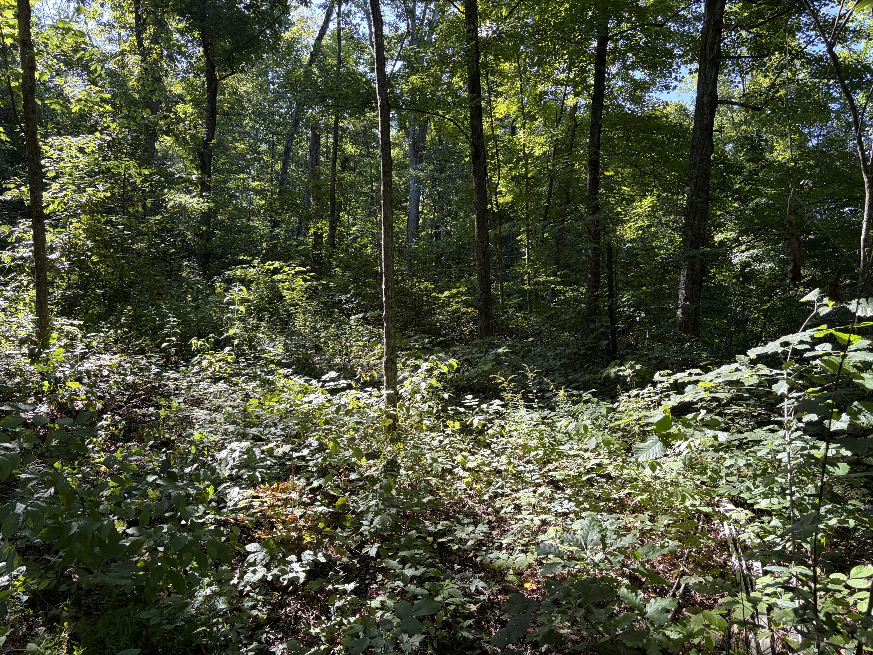 Lots 16-19 Shiloh Road Property Photo 13