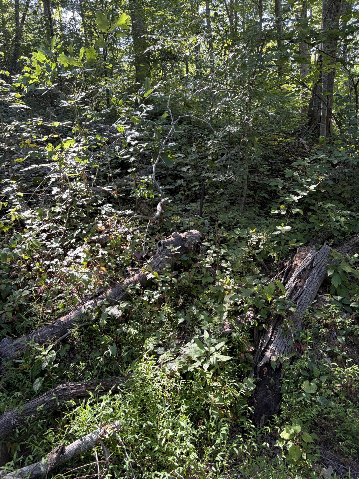 Lots 16-19 Shiloh Road Property Photo 19