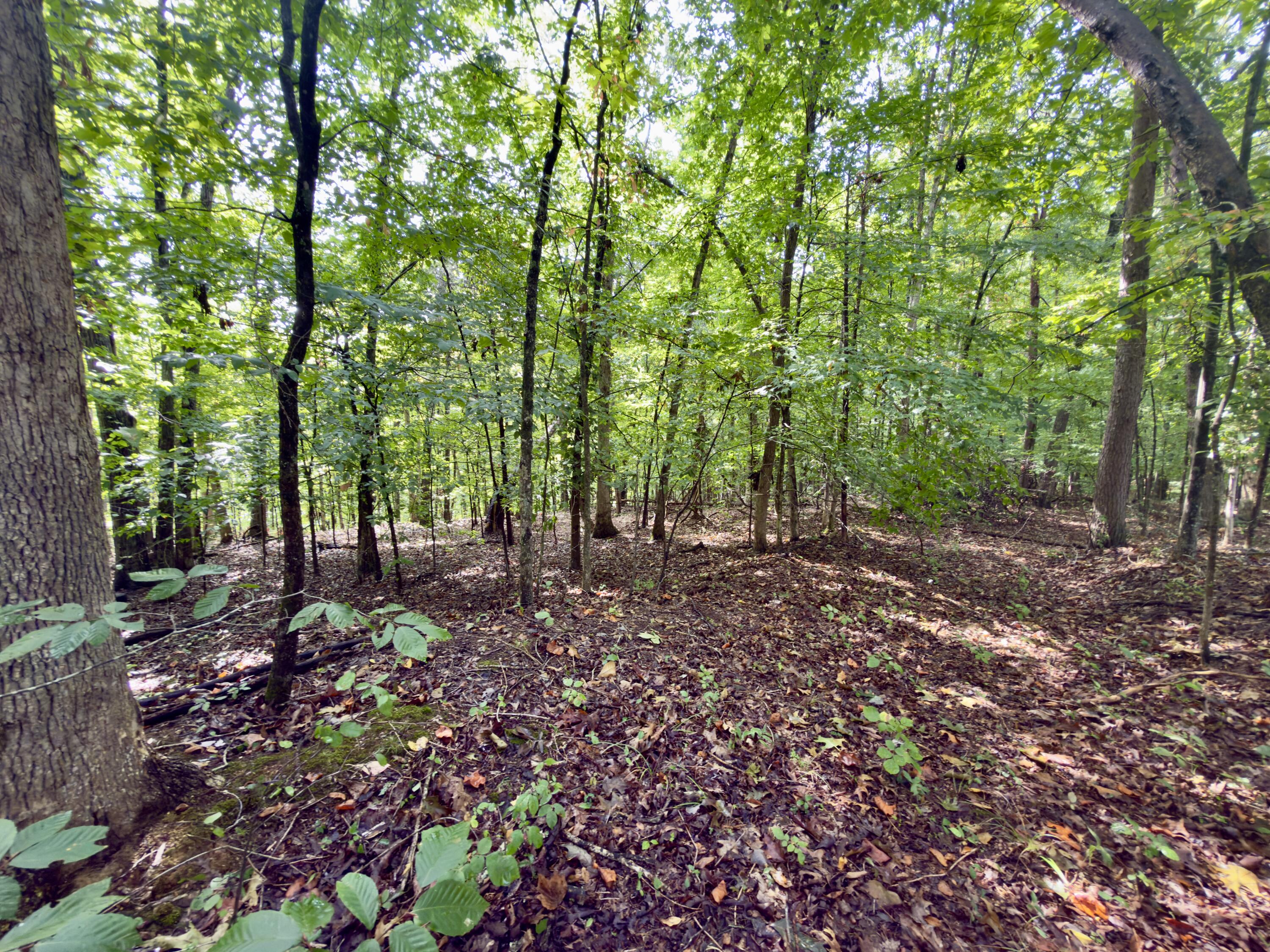 98 Dogwood Trail Property Photo 2