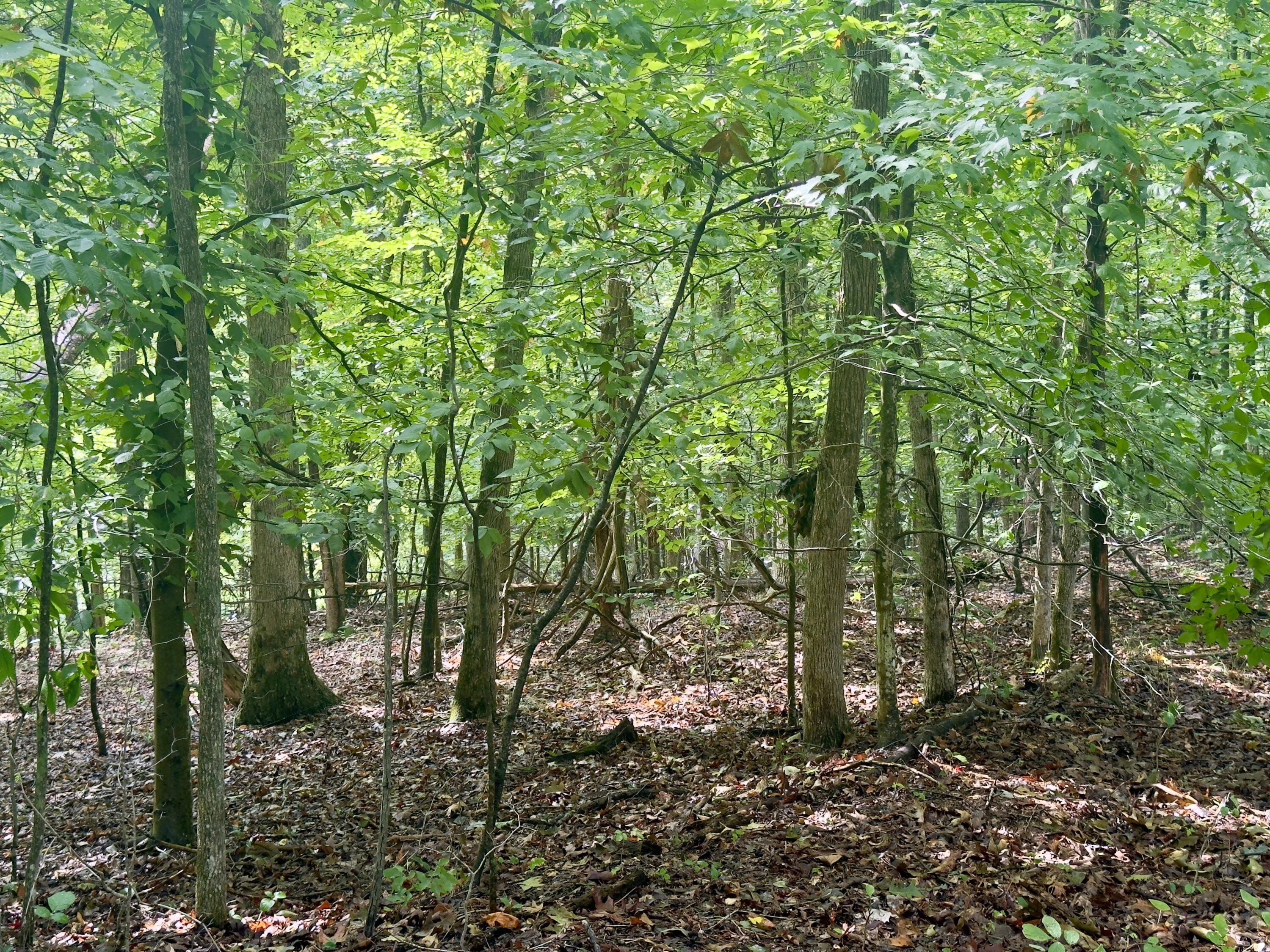 98 Dogwood Trail Property Photo 3