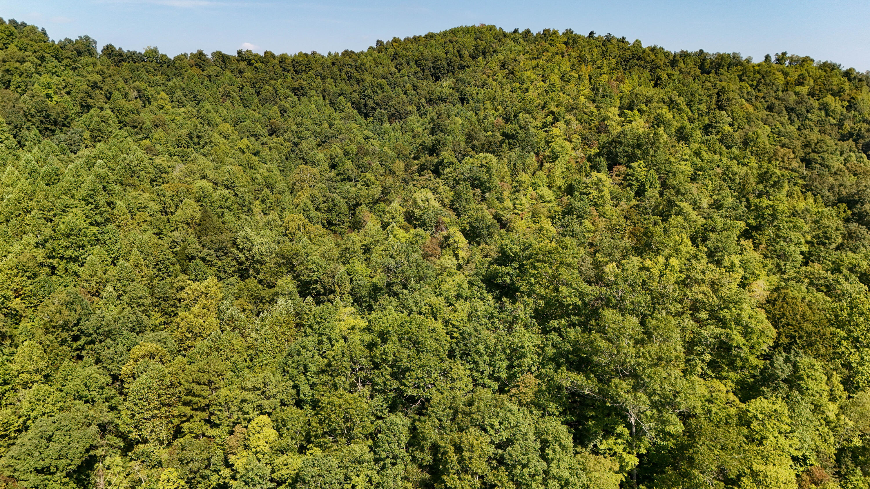 1737 Laurel Branch Road Property Photo 13