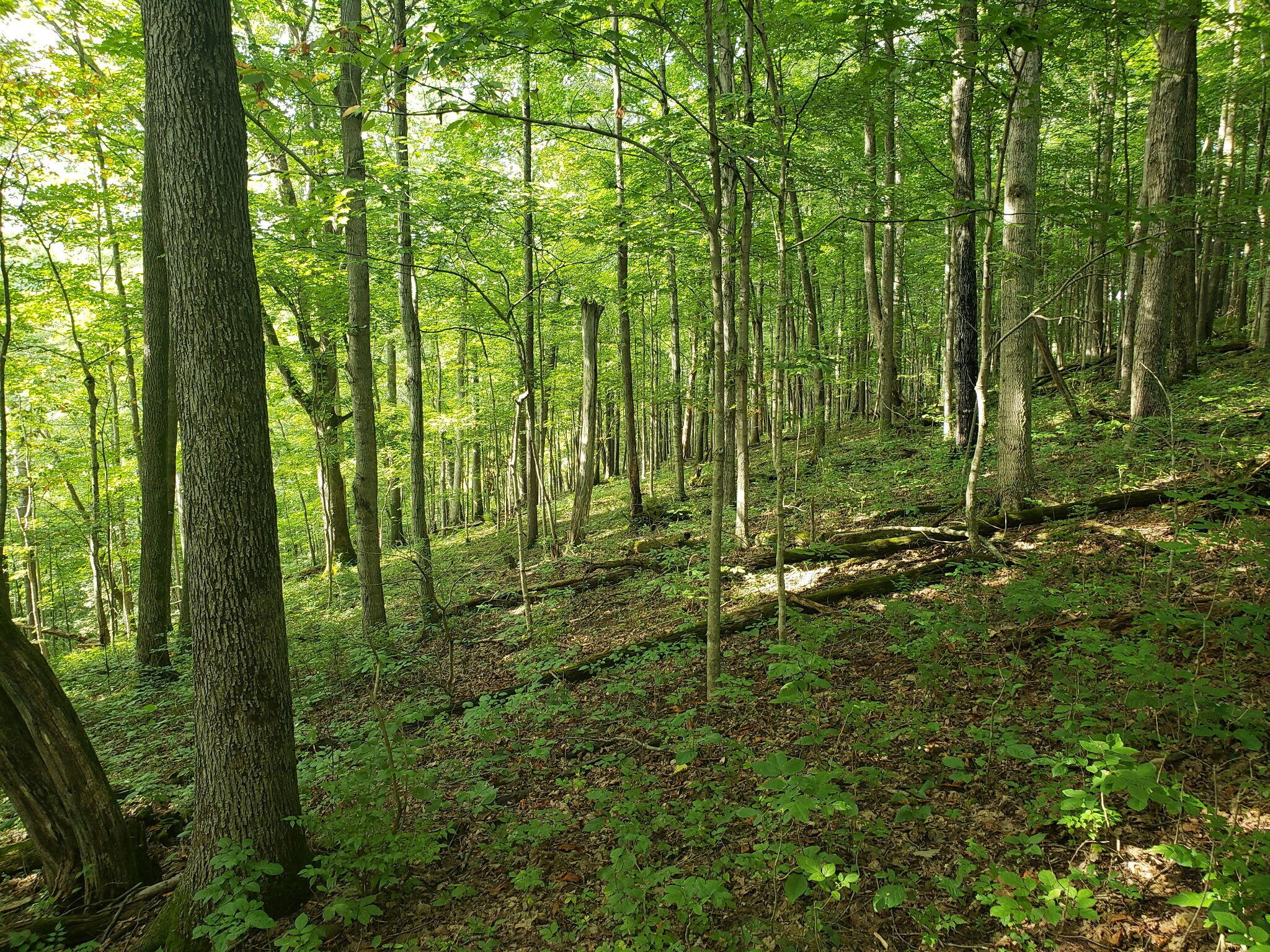 1977 Henry Lane Property Photo 47