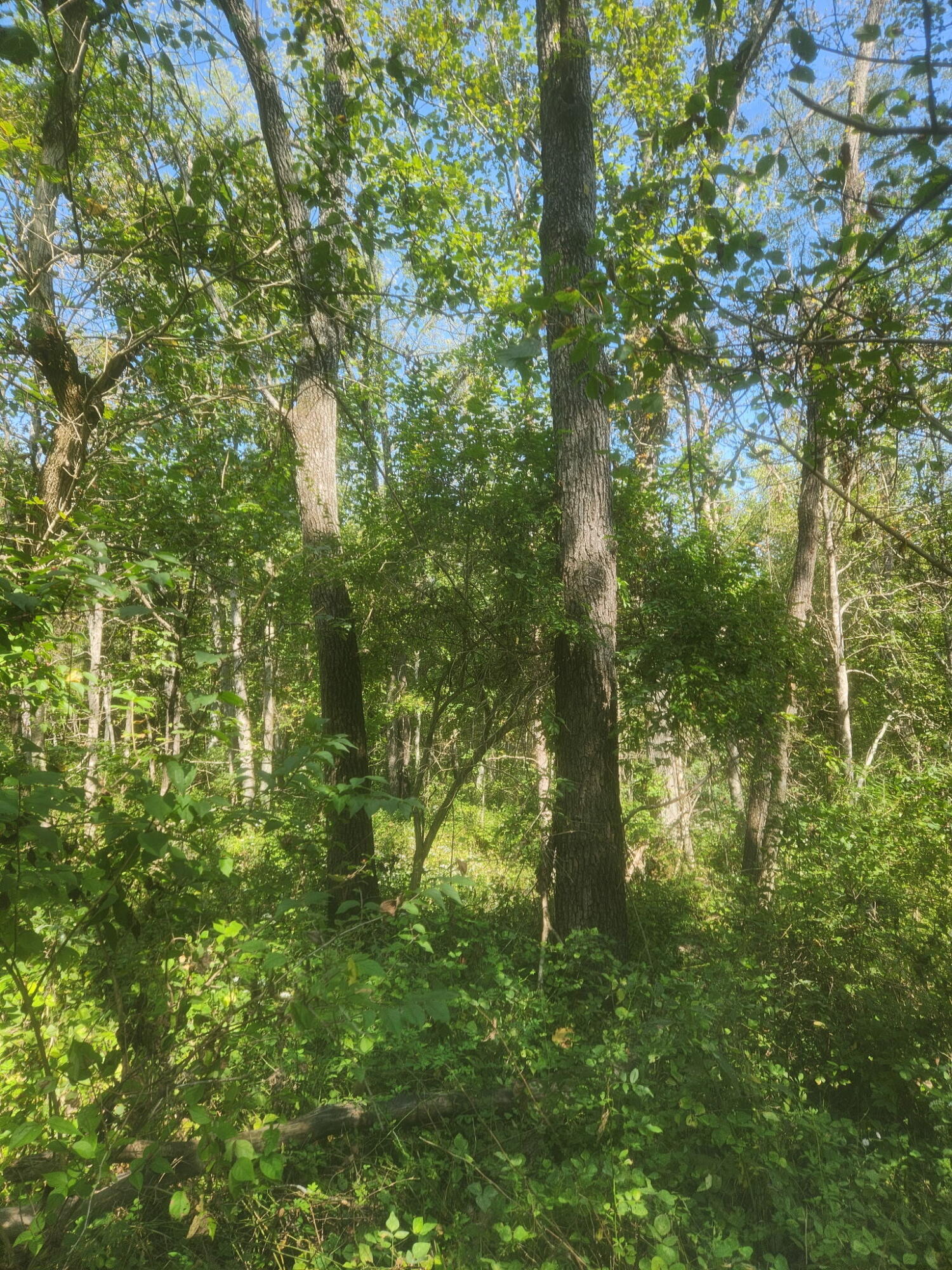 0 0 Hogg Ridge Property Photo 45
