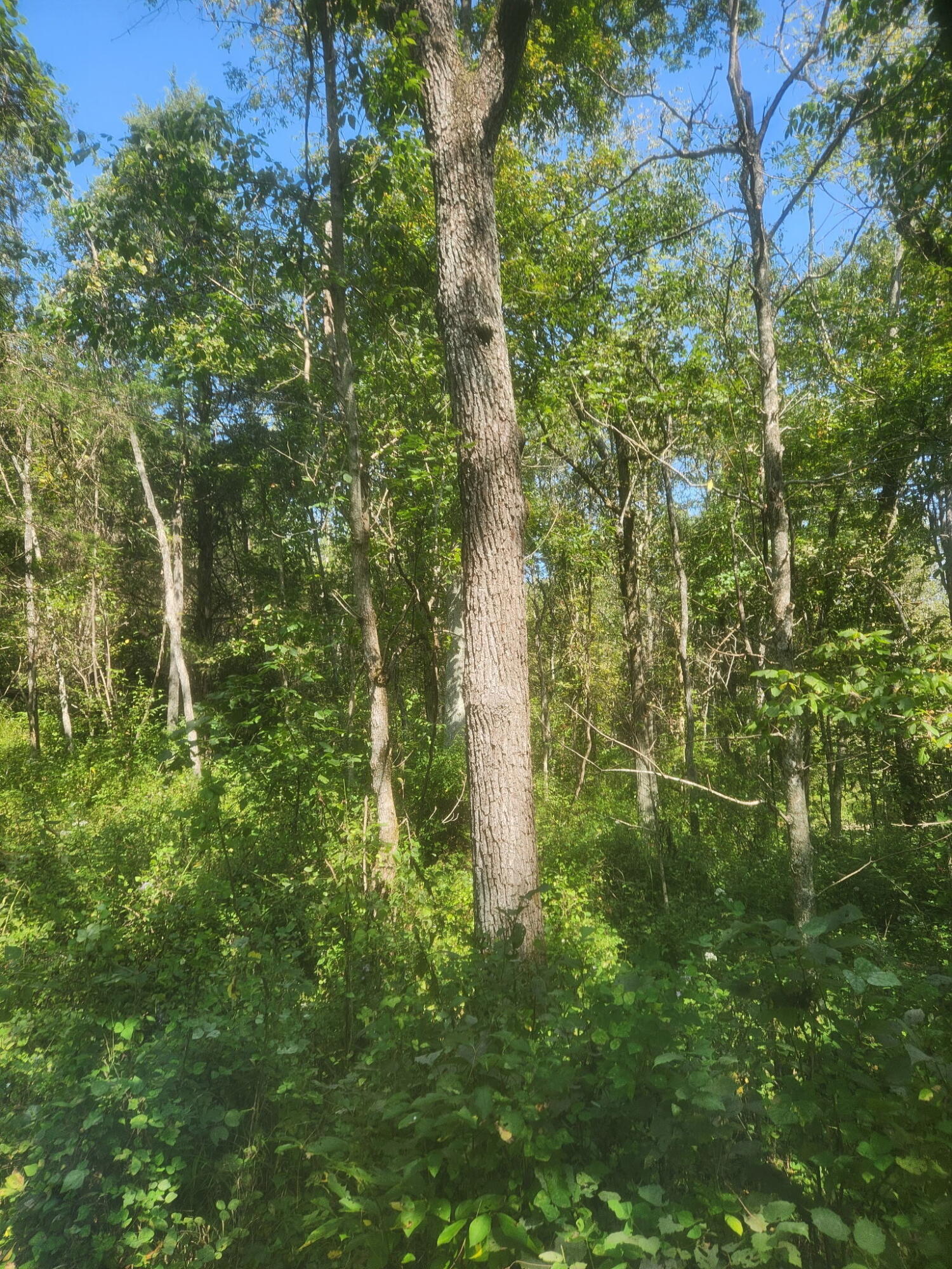 3926 Hogg Ridge Road Property Photo 88