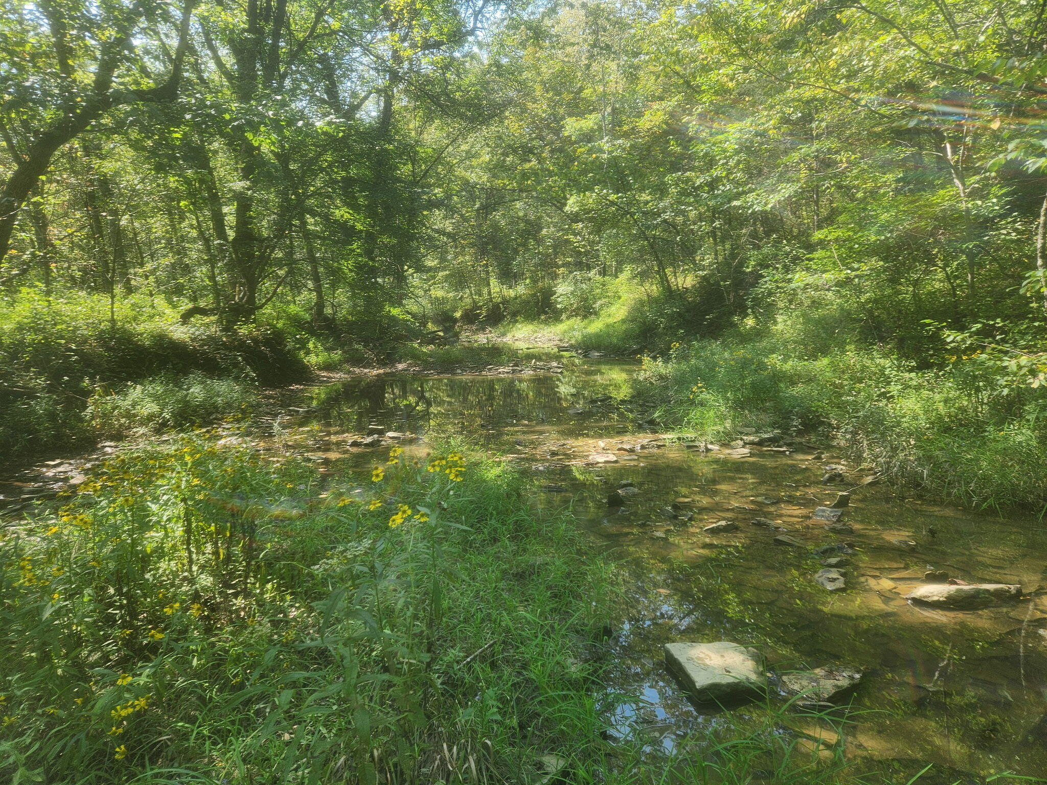 3842 Hogg Ridge Road Property Photo 51