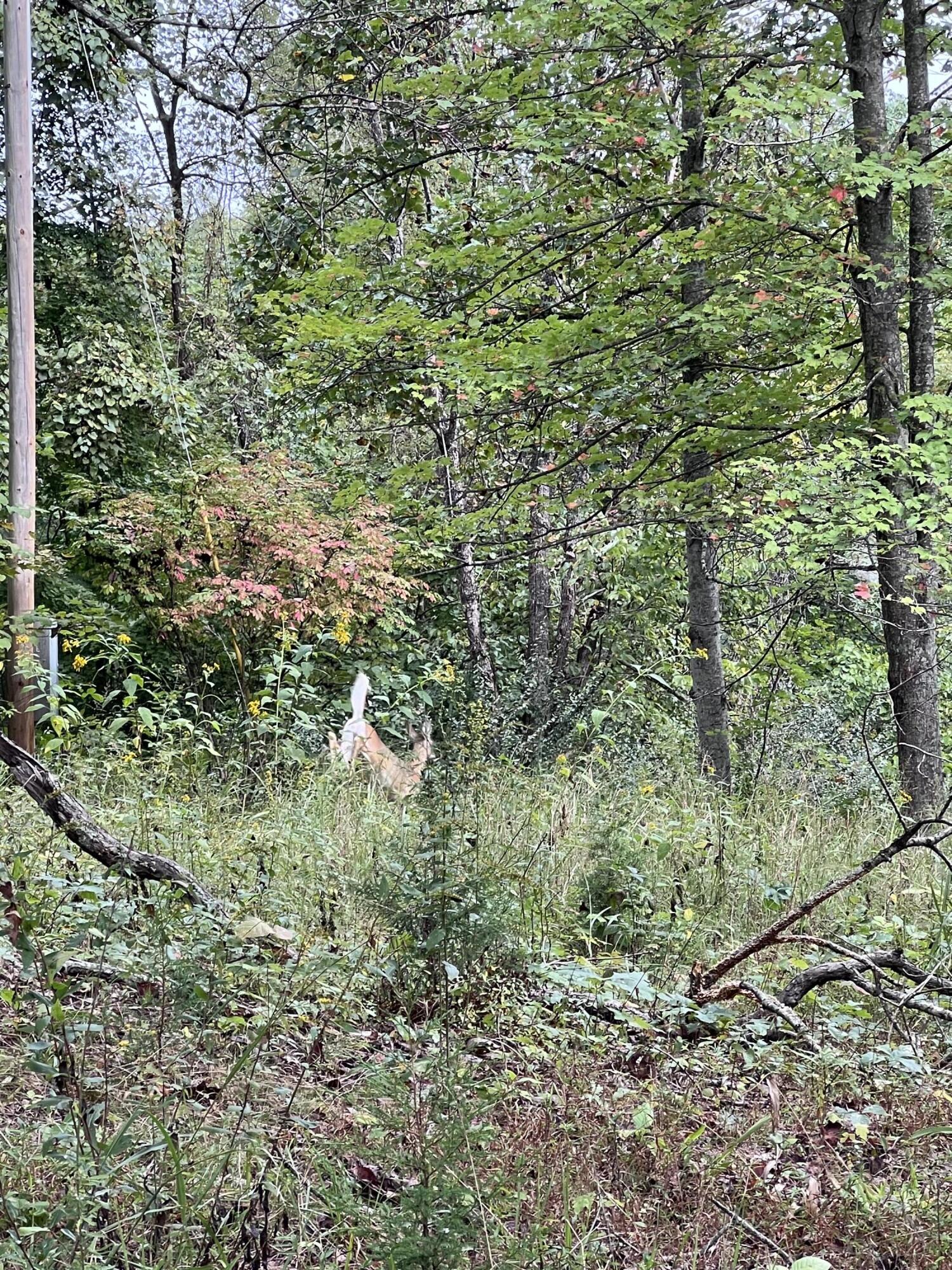 3859 Watson Ridge Road Property Photo 35