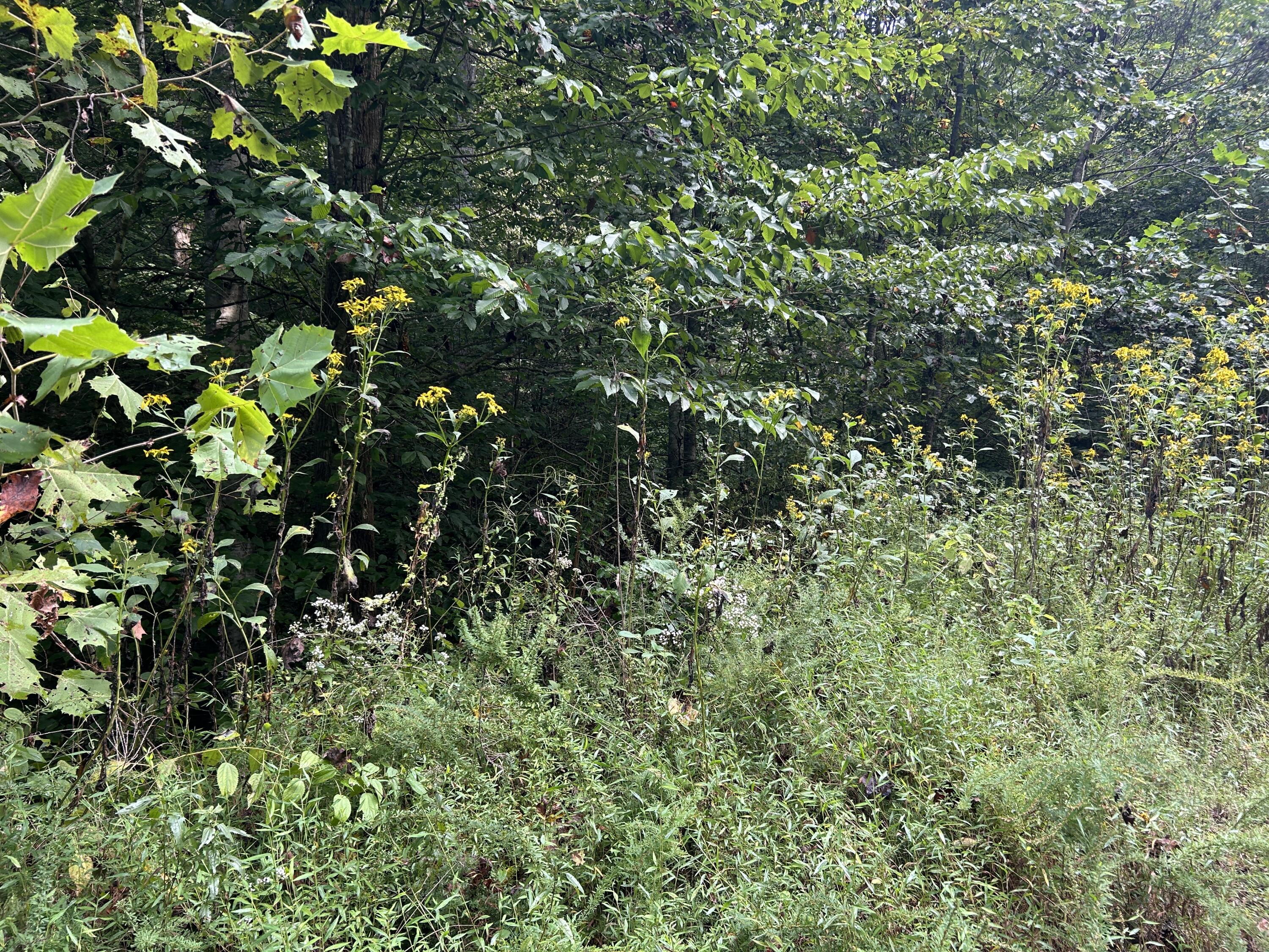 9999 Little Leatherwood Creek Road Property Photo 6