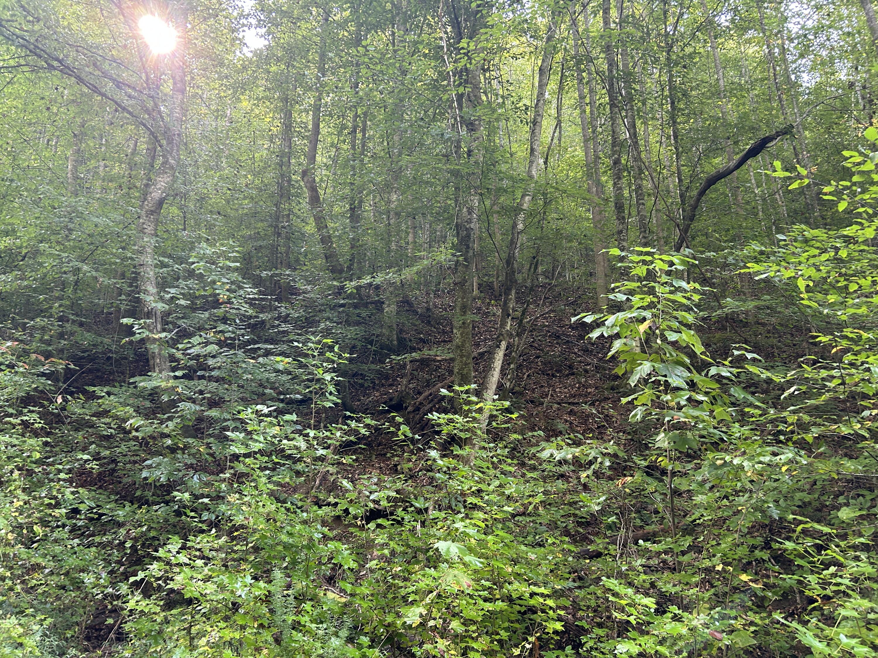 9999 Little Leatherwood Creek Road Property Photo 11