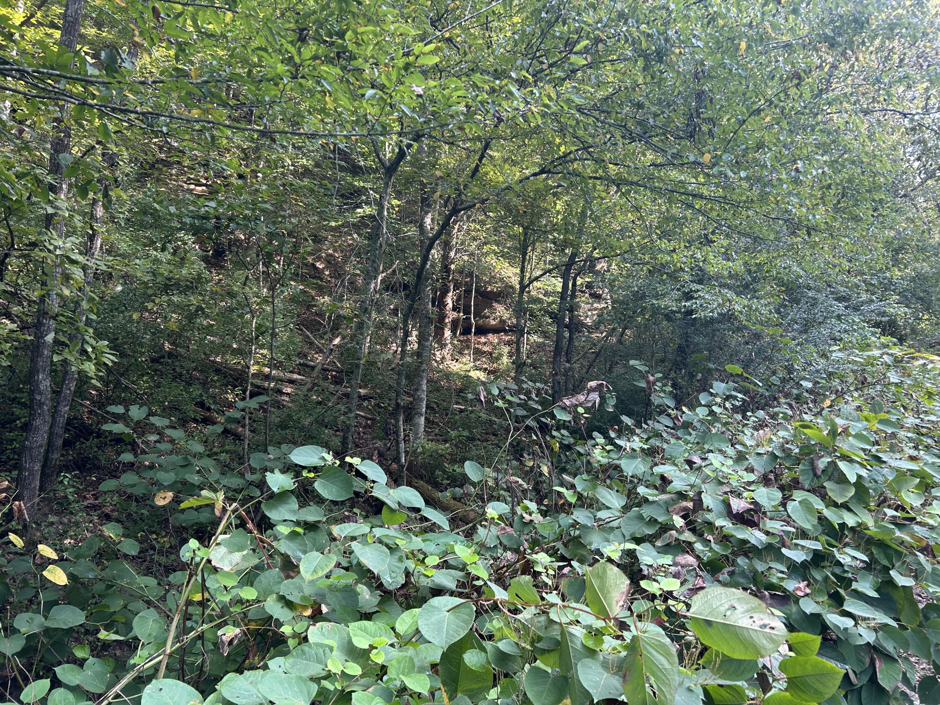 9999 Little Leatherwood Creek Road Property Photo 13