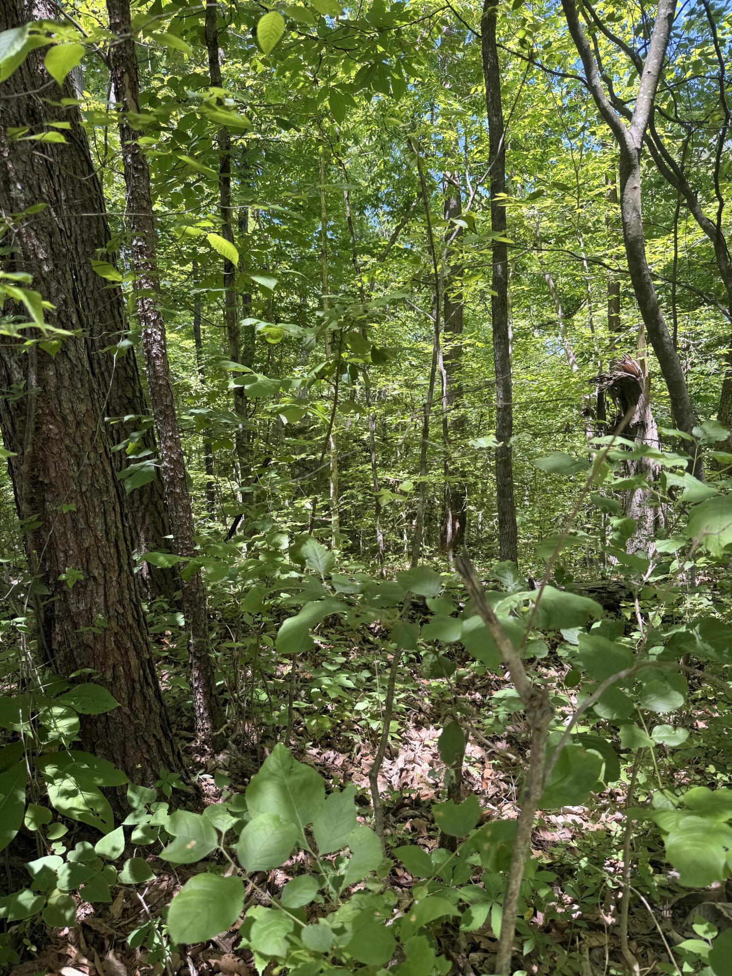 1-14 Pine Tree Road Property Photo 5