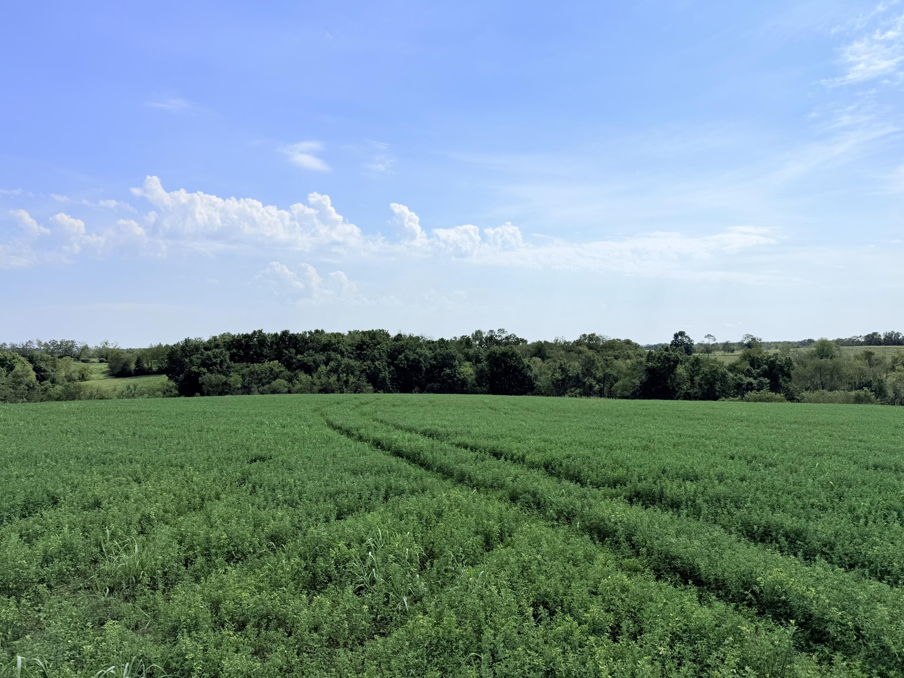 1460 Upper Lick Road Property Photo 5