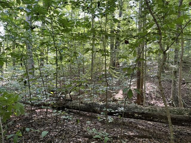 054 Forest Circle Lots 54 & 137 Circle Property Photo 5