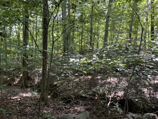 054 Forest Circle Lots 54 & 137 Circle Property Photo 6