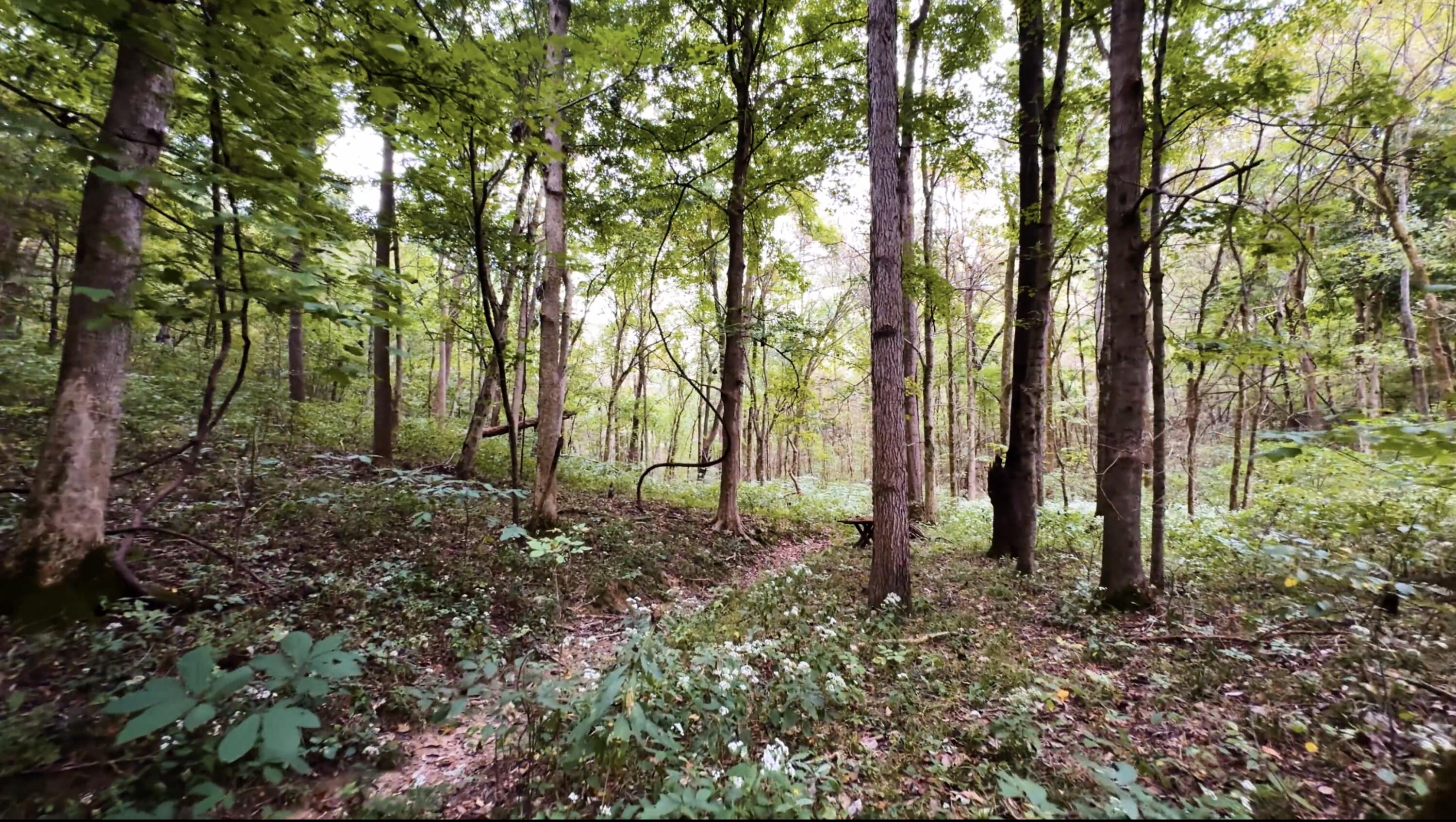 121 Forest Path Drive Property Photo 42