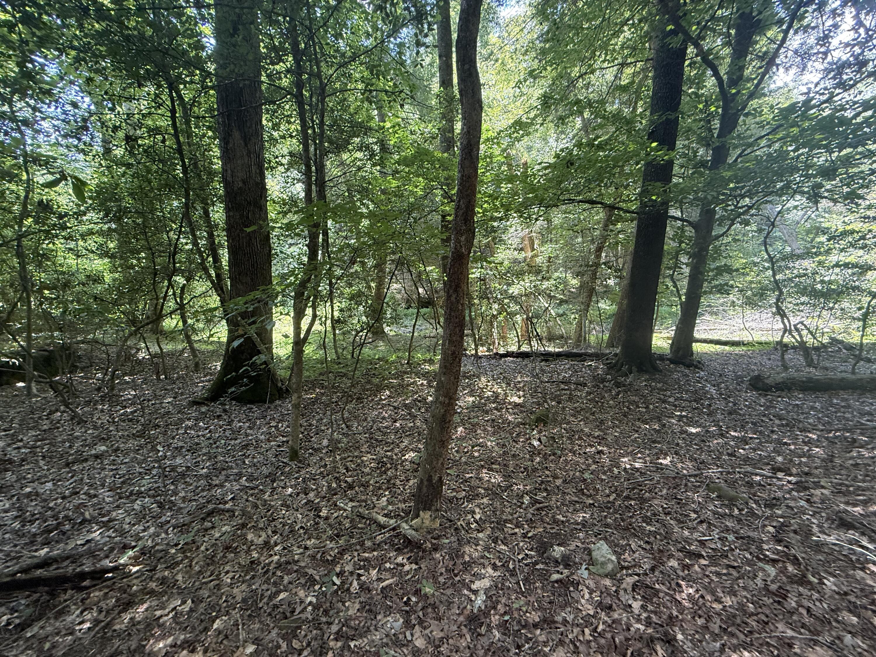 3095 Hill Springs Drive Property Photo 67