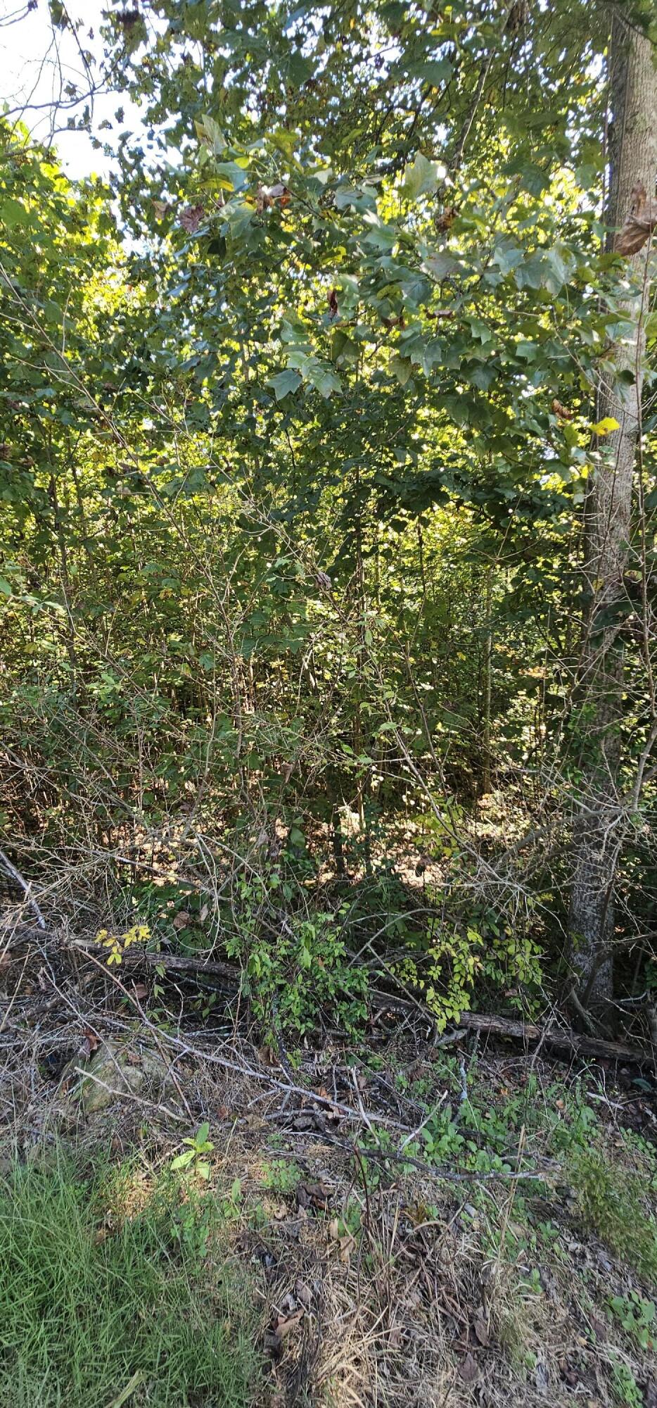 362 Dixie Pine Drive Property Photo 30