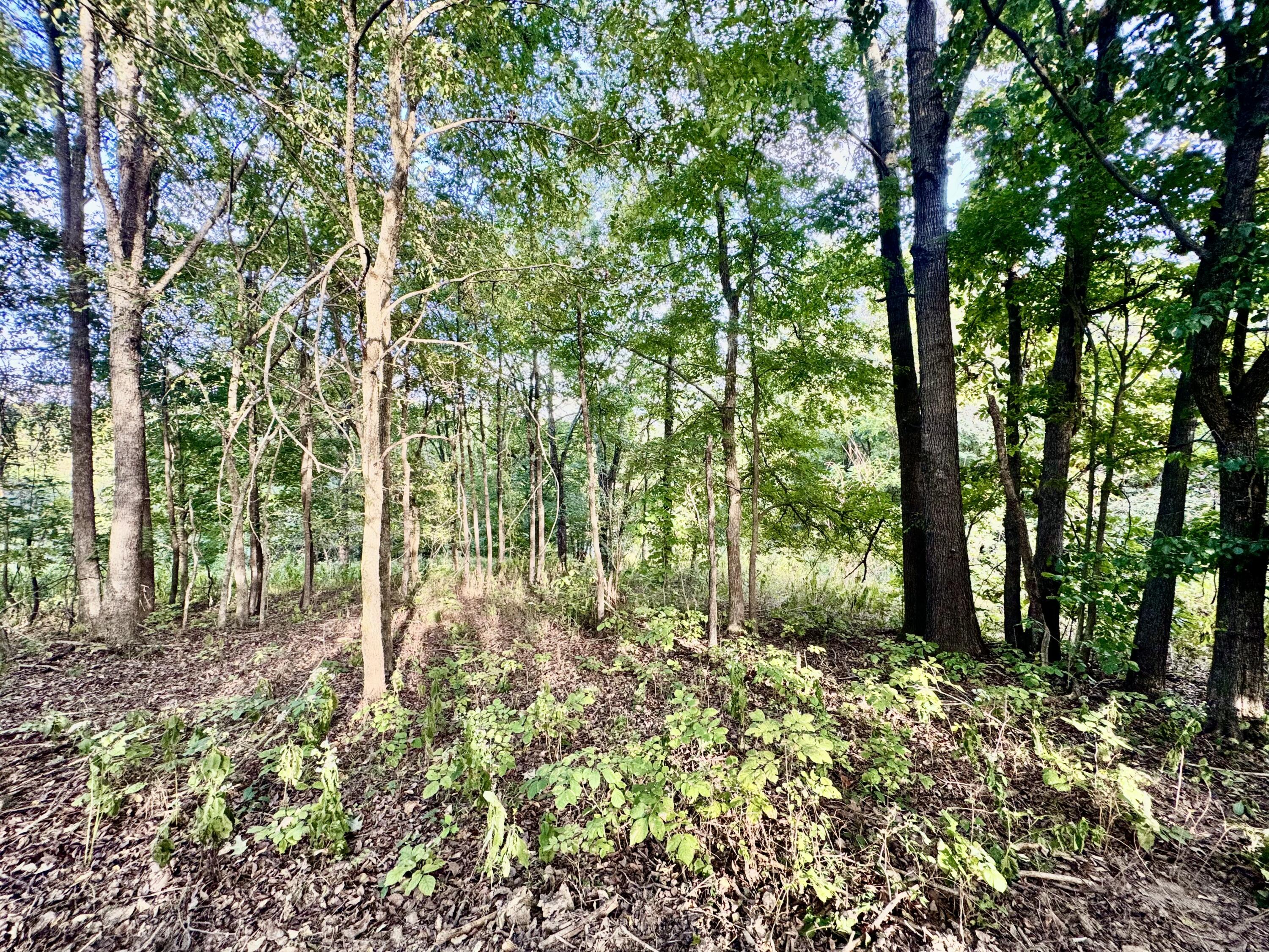 314 Bear Run Road Property Photo 7