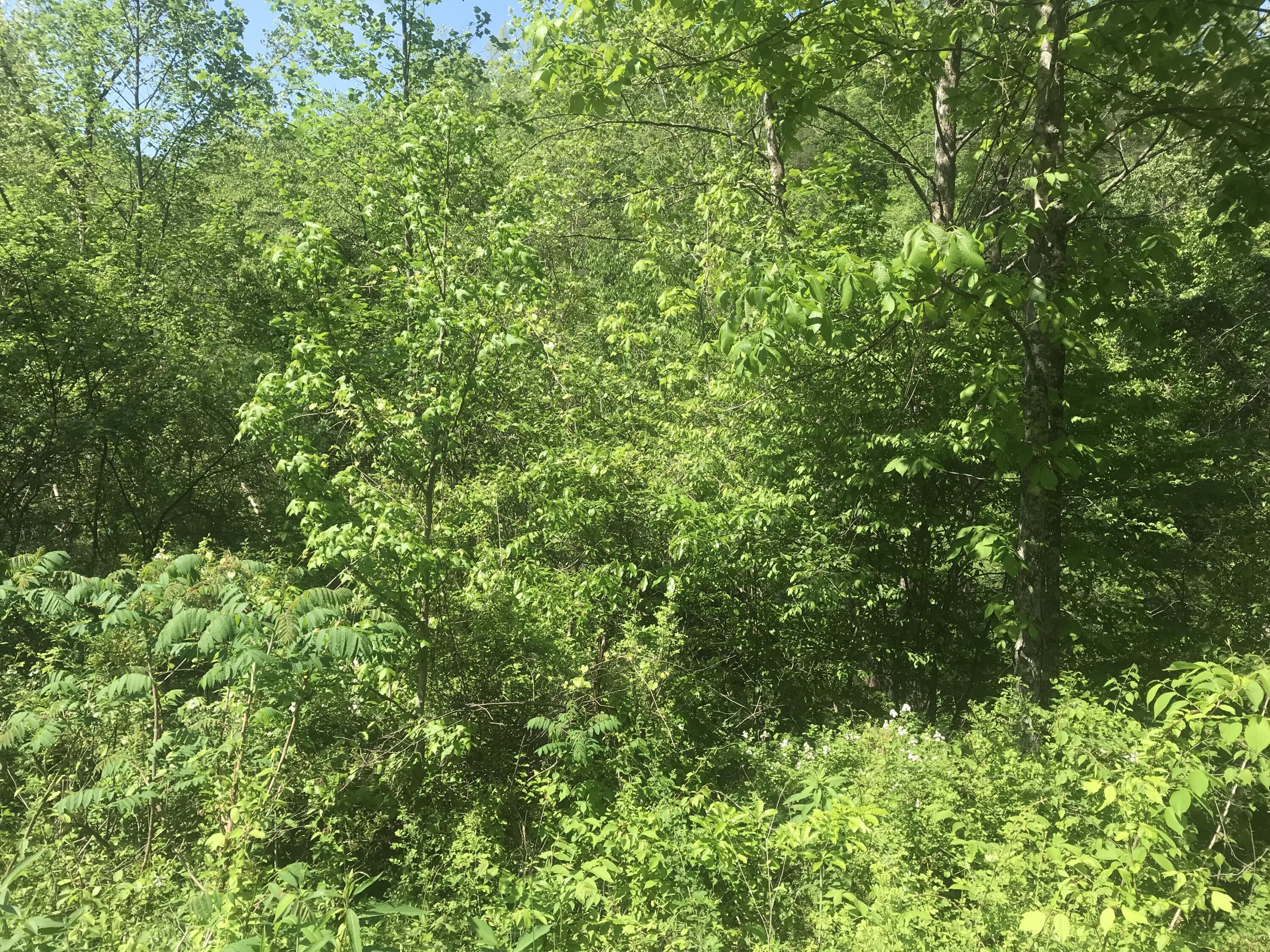 Tbd Aden Road Property Photo 2