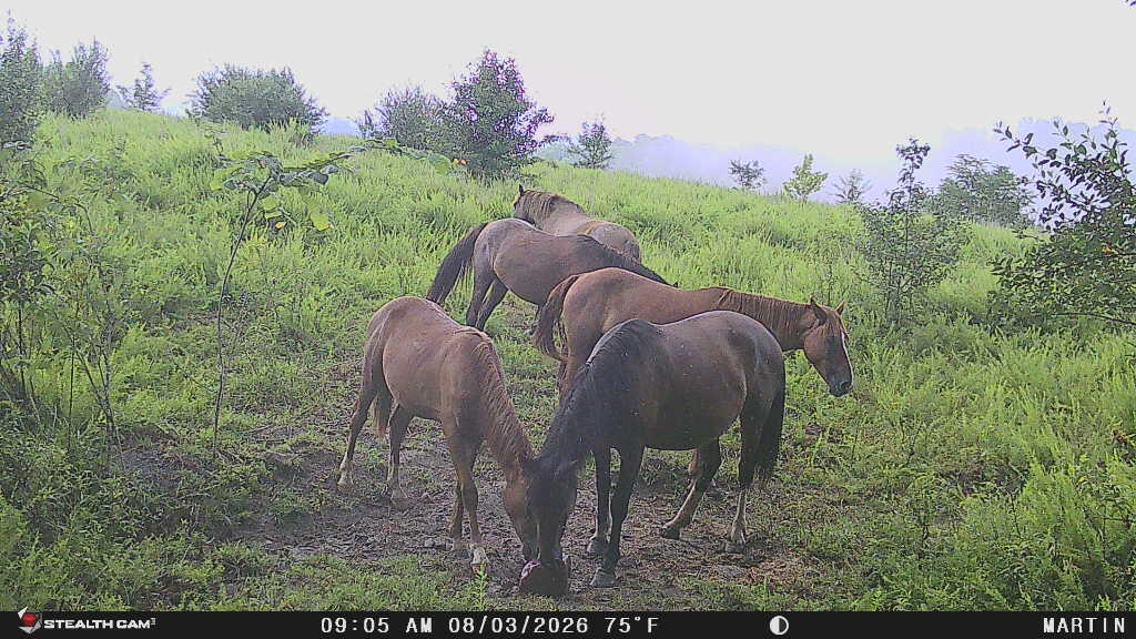9074 Middle Fork Wolf Creek Road Property Photo 128
